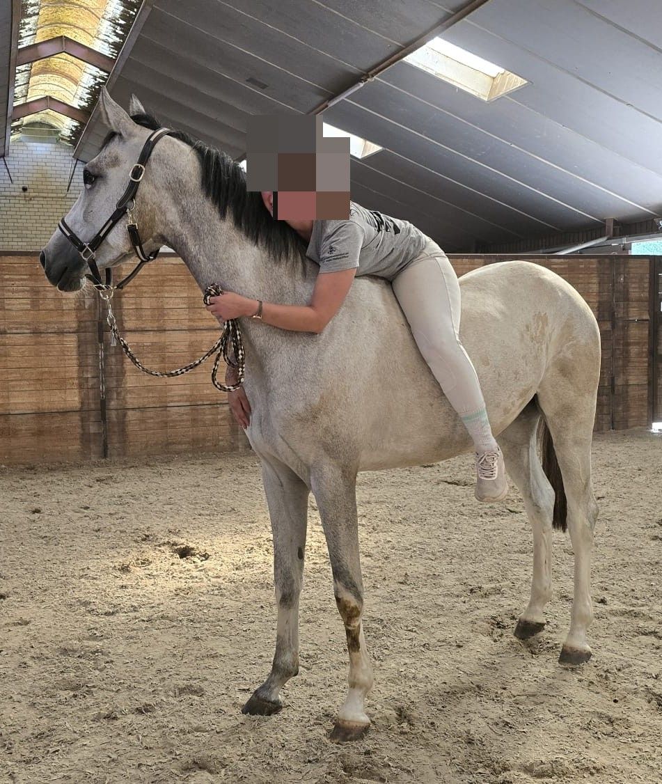 kwpn springpaard merrie 3 år schimmel till salu - Foto 3