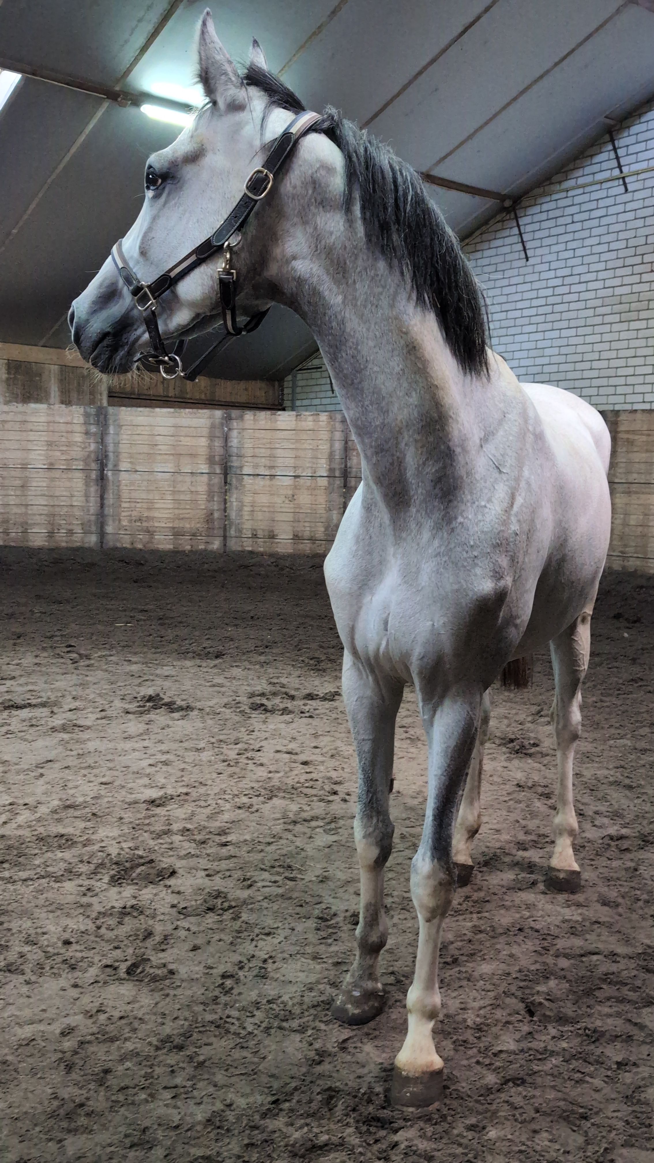 kwpn springpaard merrie 3 år schimmel till salu - Foto 2