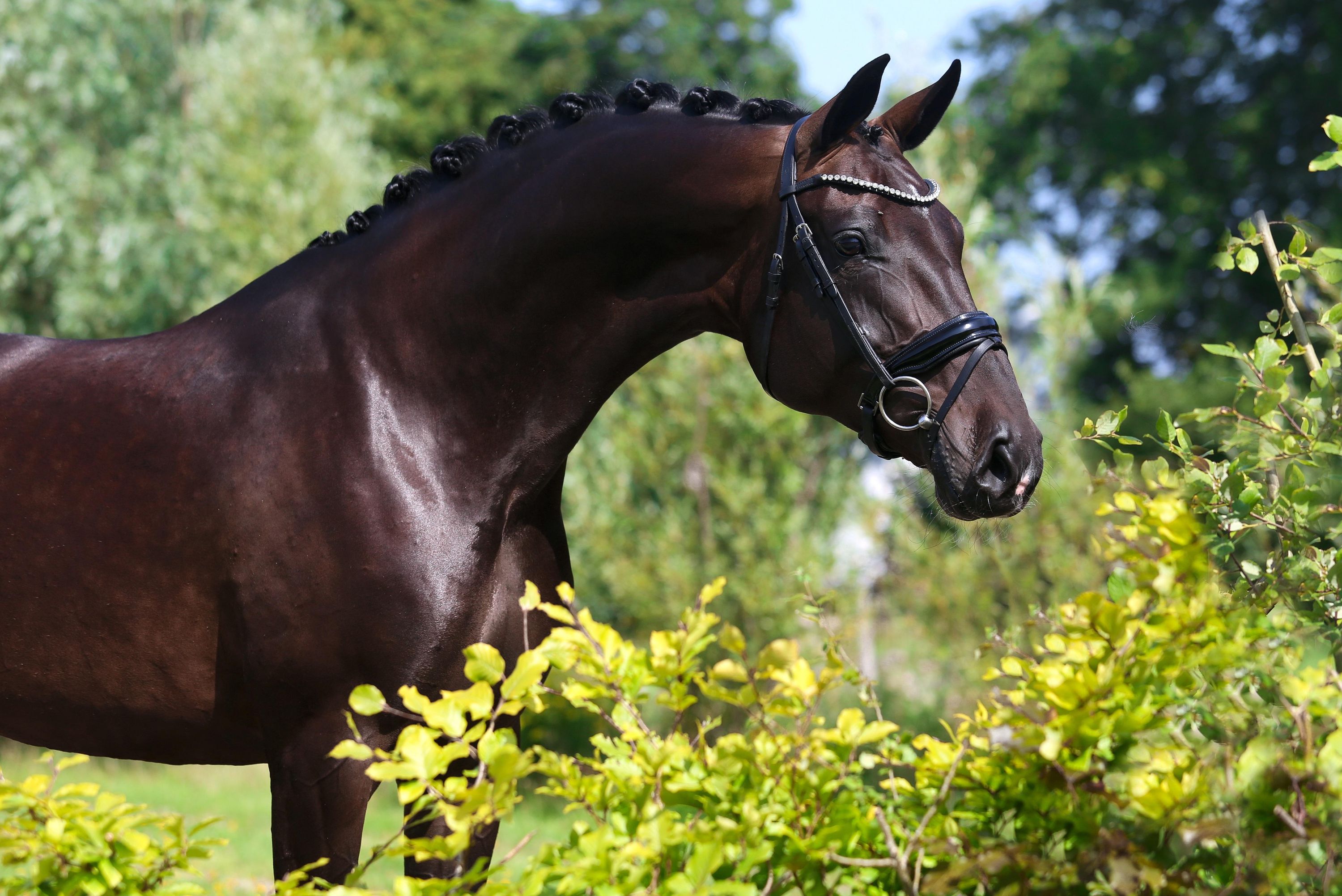 kwpn dressuurpaard merrie 6 år donkerbruin till salu - Foto 2