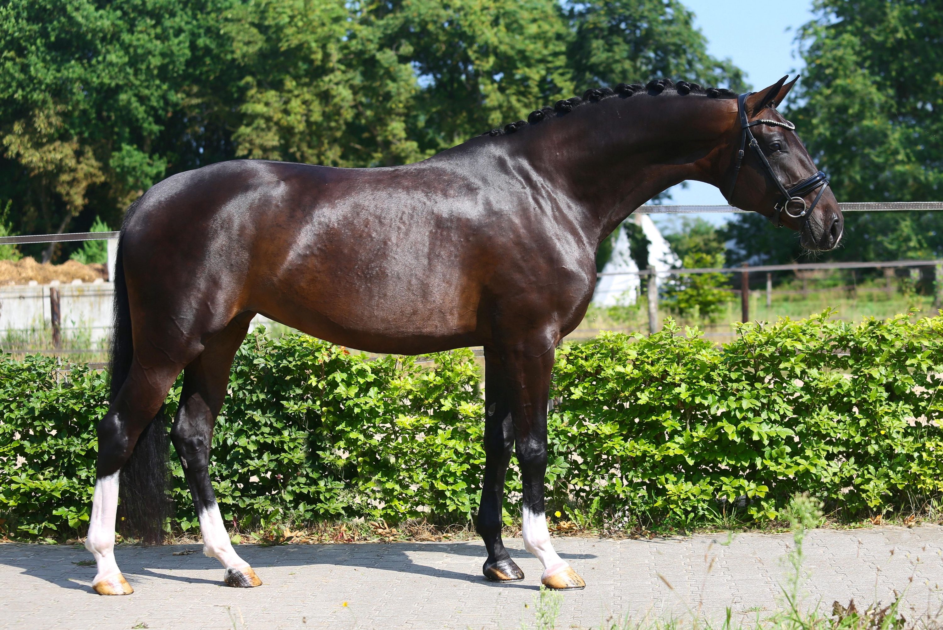 kwpn dressuurpaard merrie 6 år donkerbruin till salu - Foto 3