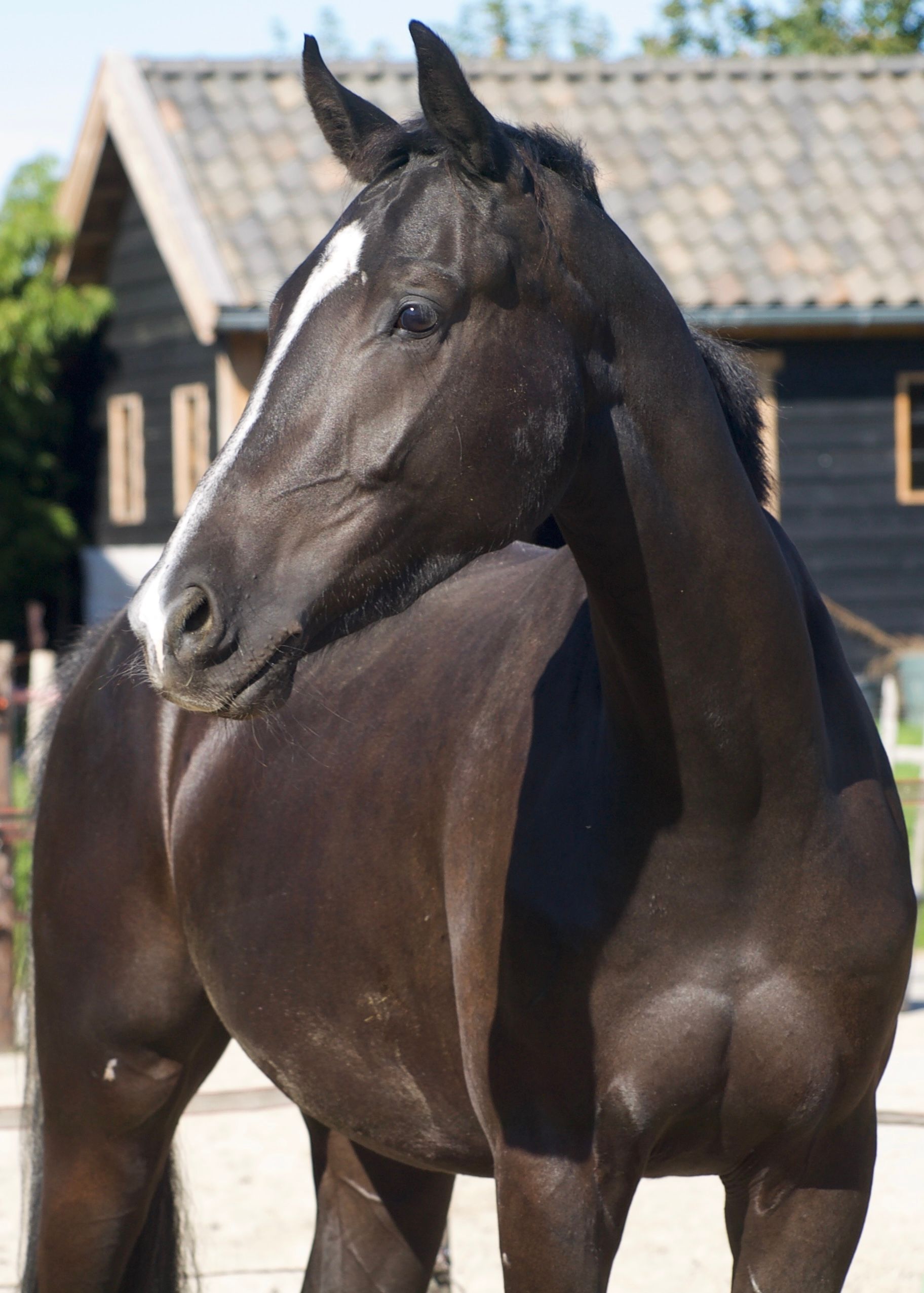 2,5-årig valack Barton VDL x Westpoint