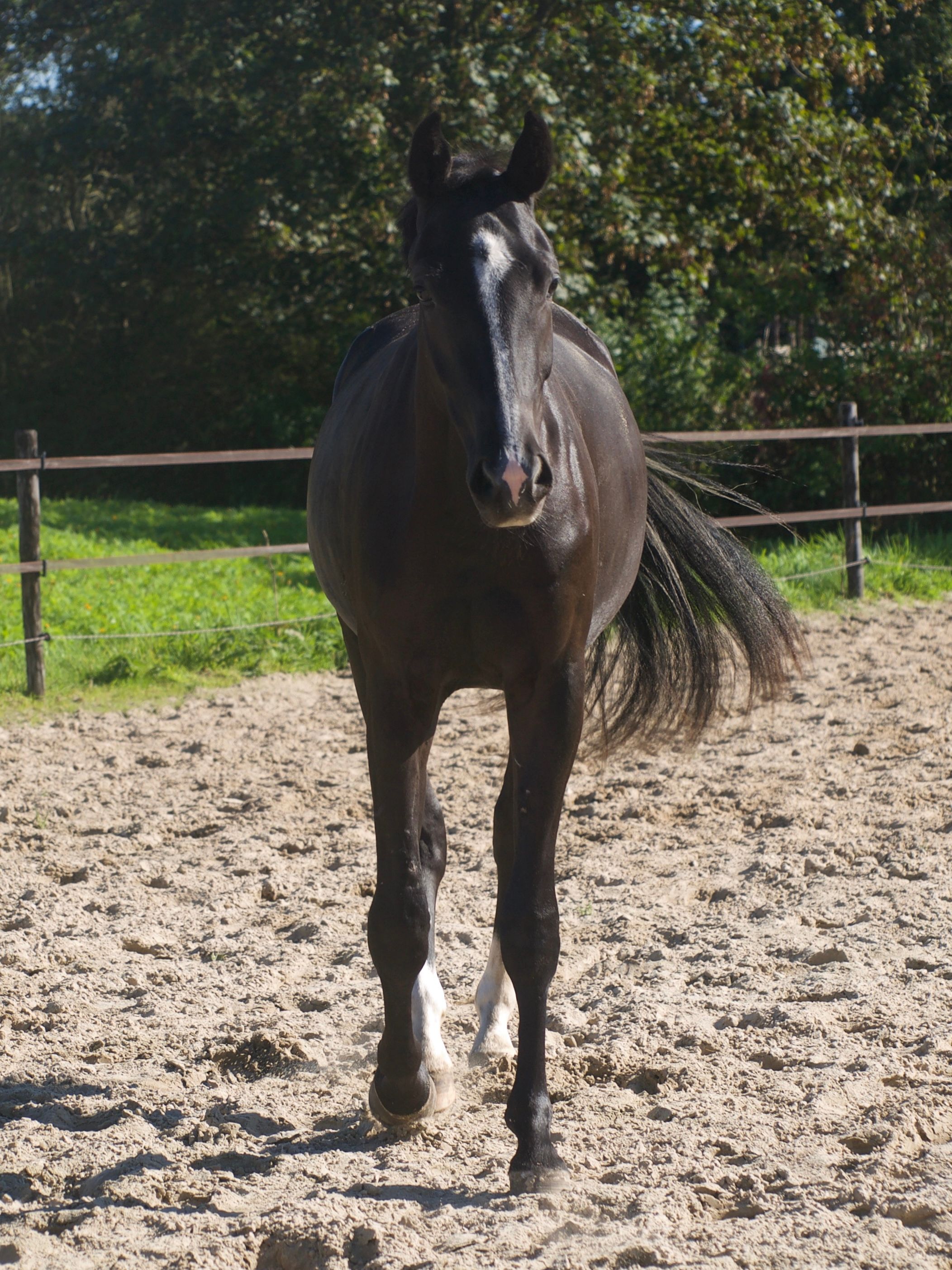 kwpn dressuurpaard ruin 2 år zwart till salu - Foto 6