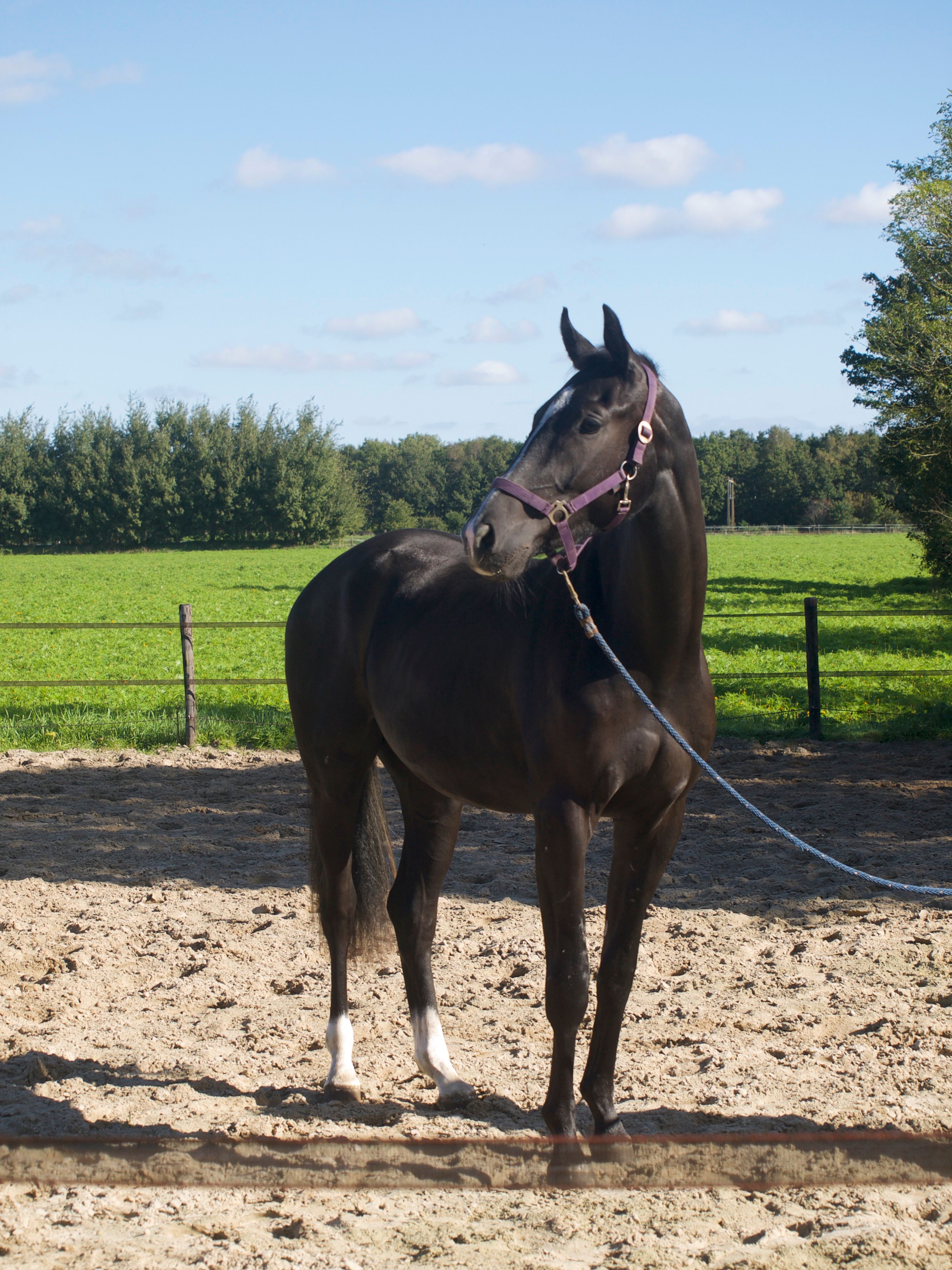 kwpn dressuurpaard ruin 2 år zwart till salu - Foto 5