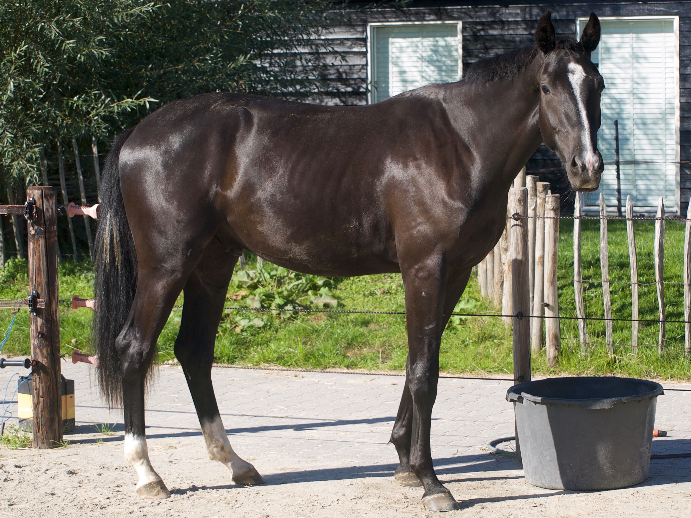 kwpn dressuurpaard ruin 2 år zwart till salu - Foto 3