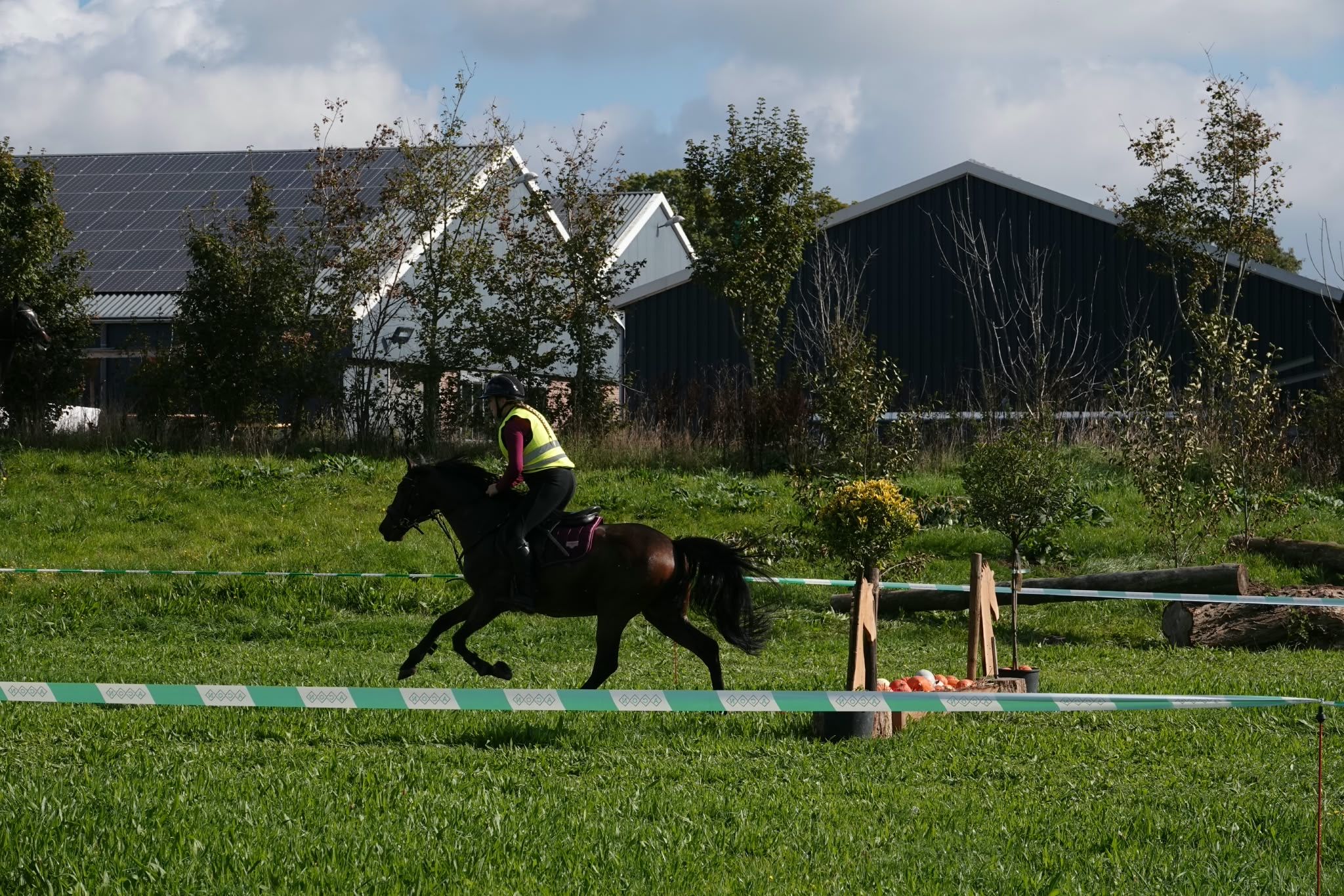 ander springpony ruin 9 år bruin till salu - Foto 3