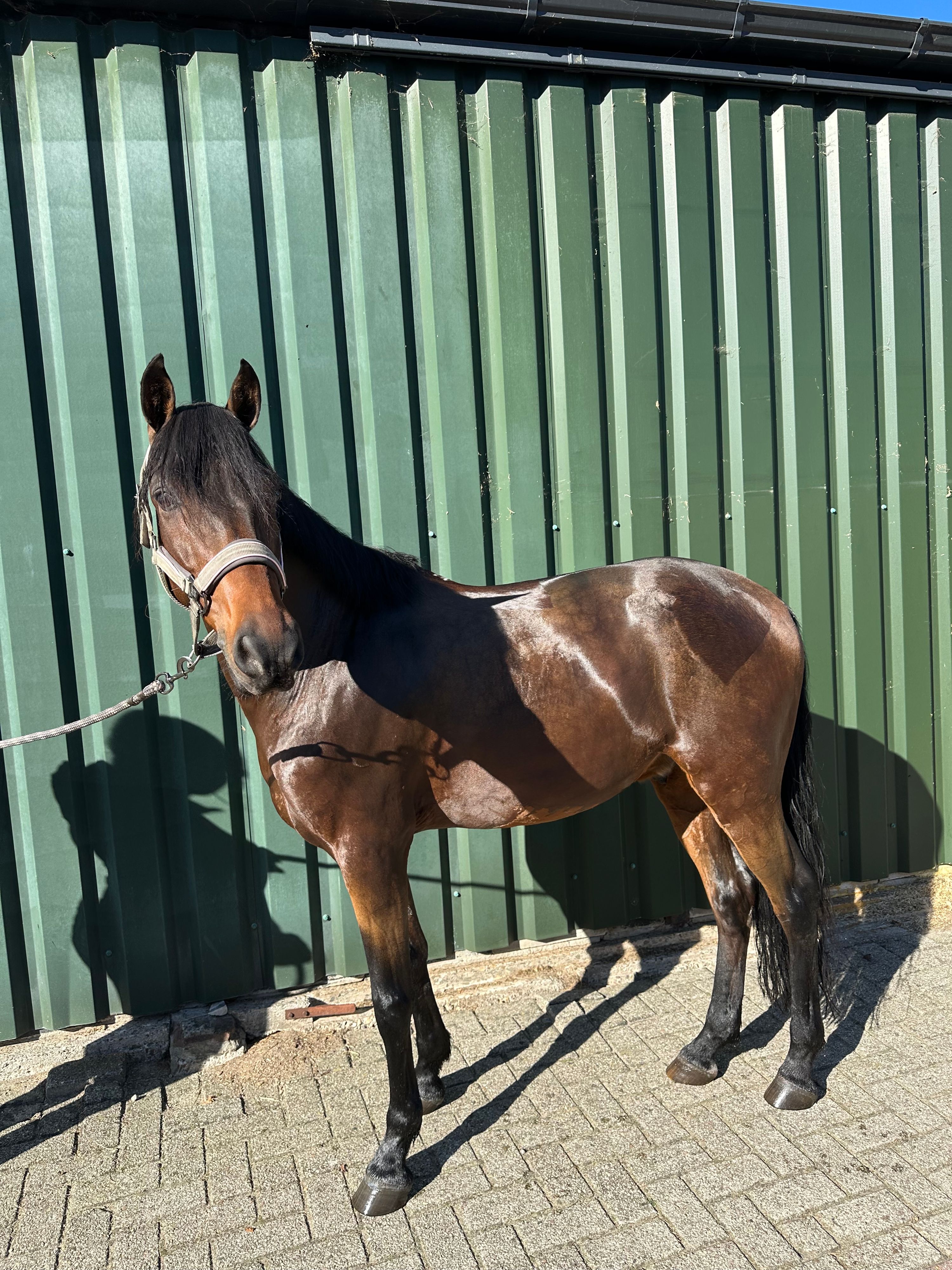 ander springpony ruin 9 år bruin till salu - Foto 5