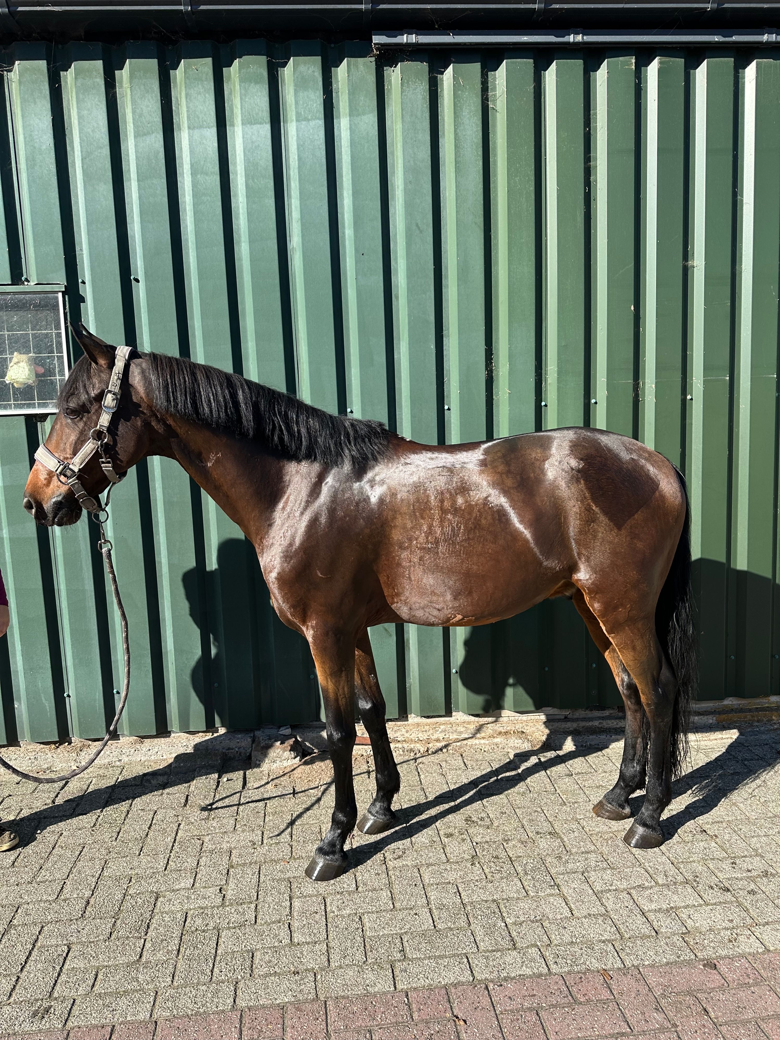ander springpony ruin 9 år bruin till salu - Foto 4