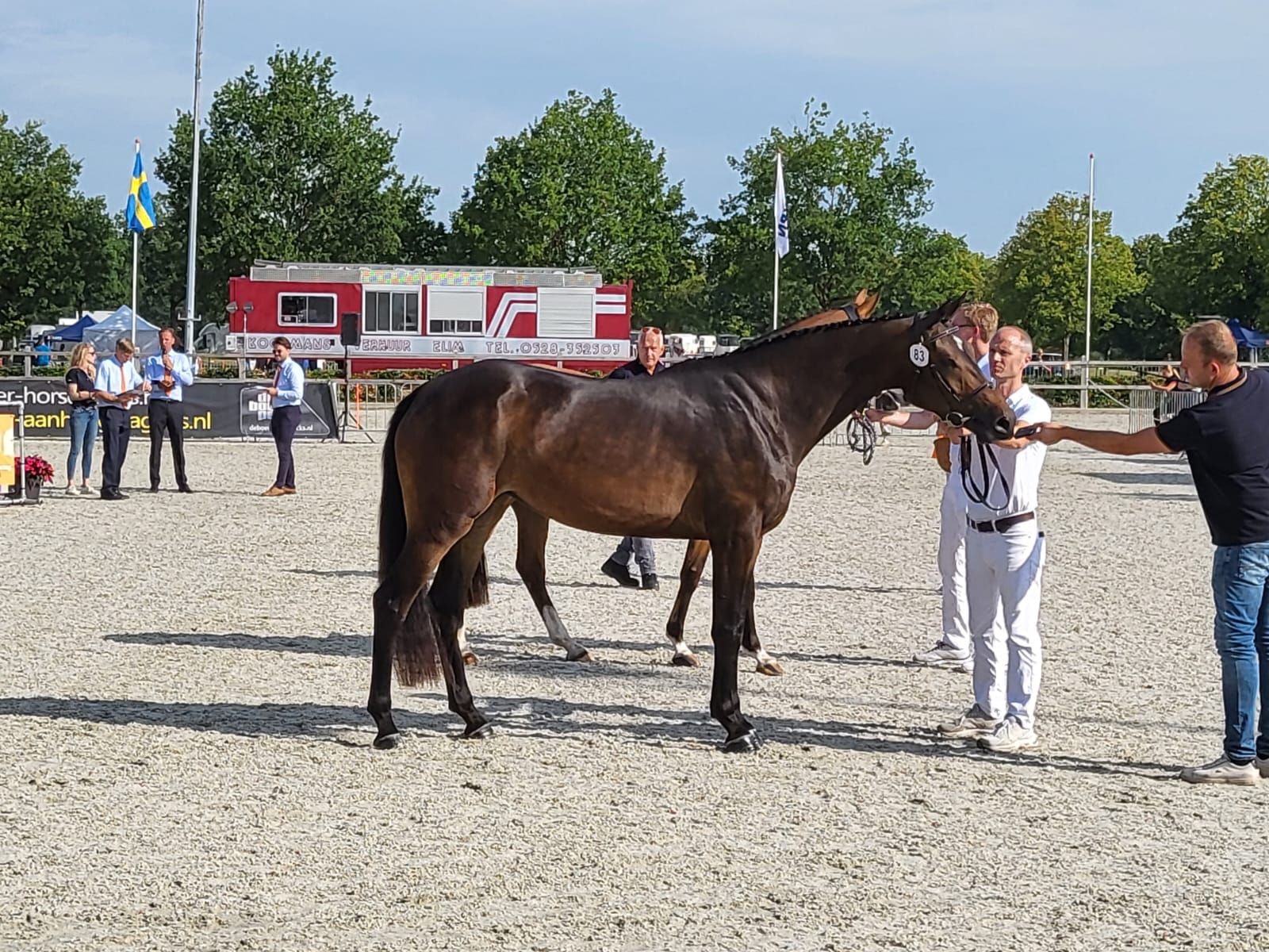 kwpn springpaard merrie 7 år donkerbruin til salg - Foto 2