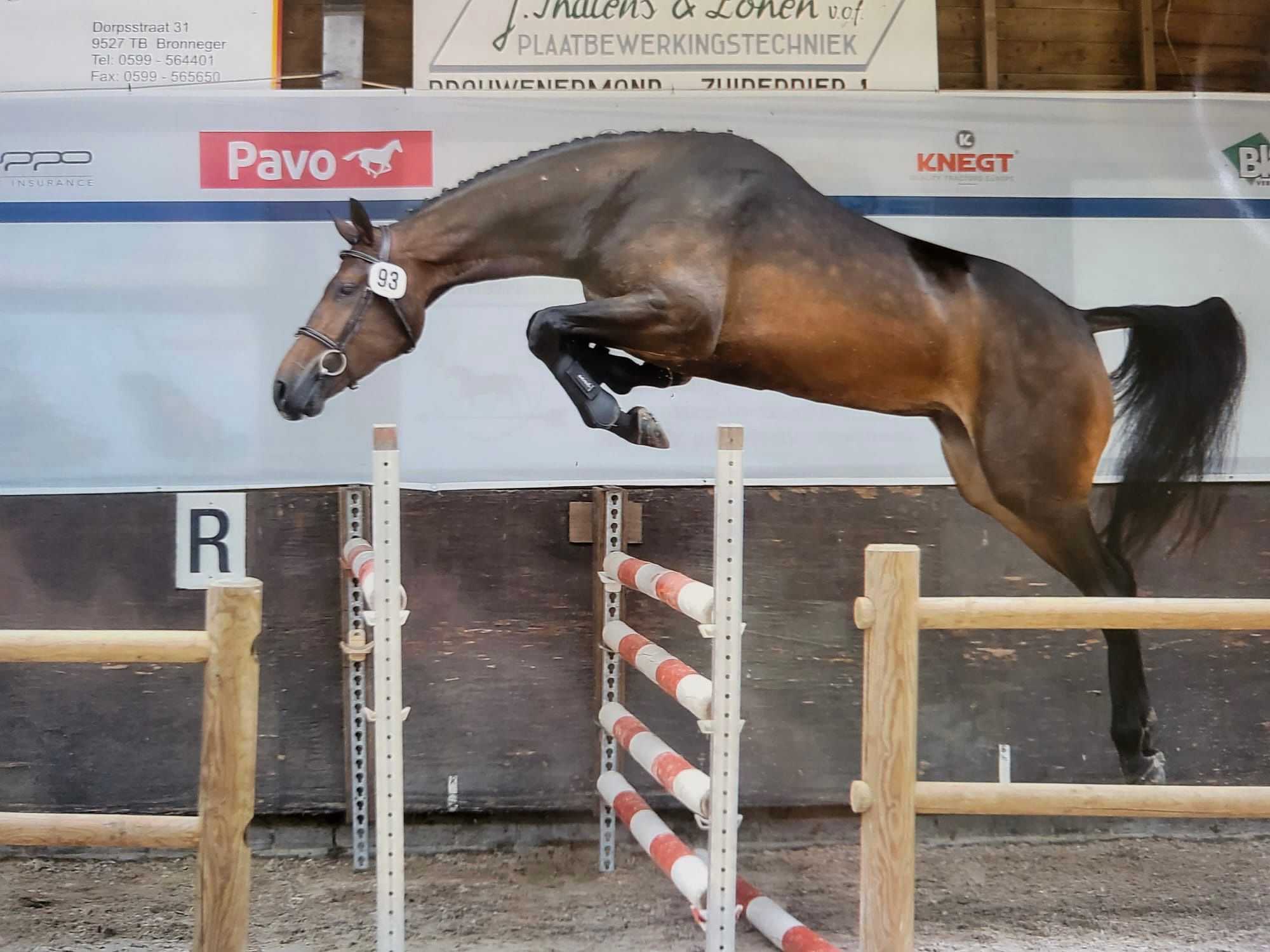 Allsidig Elite-hoppe (Arezzo VDL x Quite Easy)