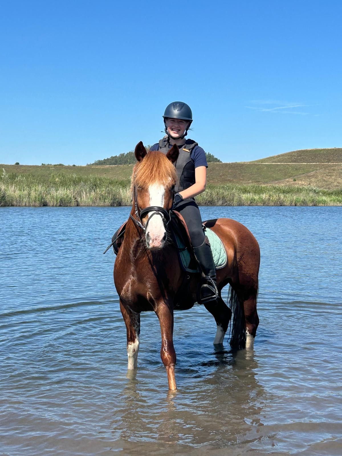 welsh-cob allround-pony ruin 9 jaar kastanje te koop - Foto 6