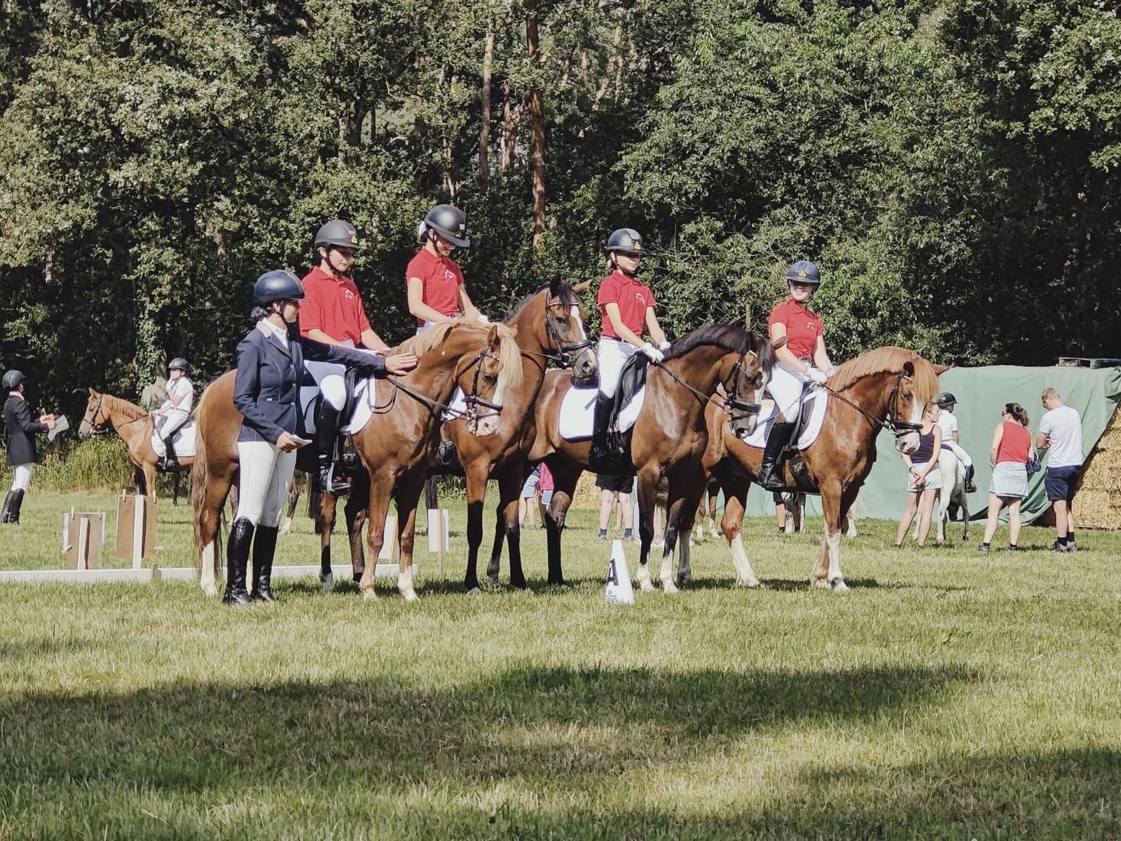 welsh-cob allround-pony ruin 9 jaar kastanje te koop - Foto 4