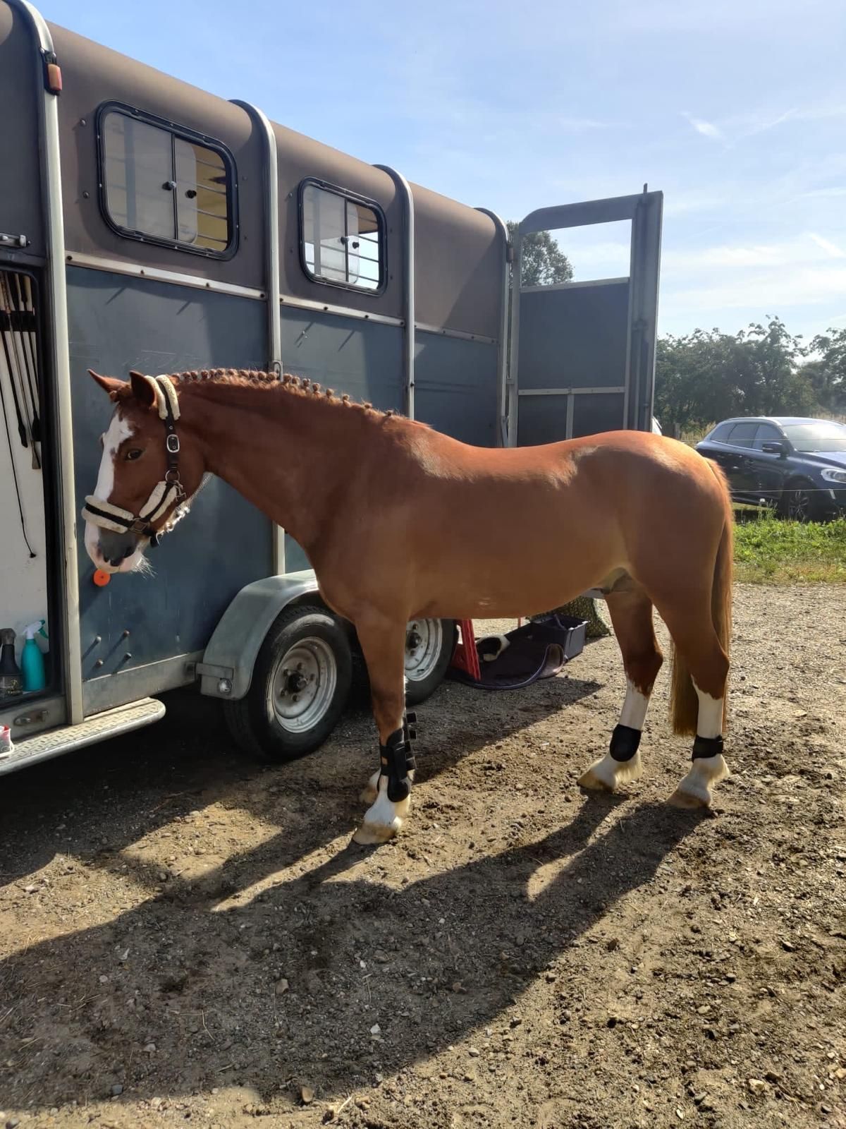 welsh-cob allround-pony ruin 9 jaar kastanje te koop - Foto 3