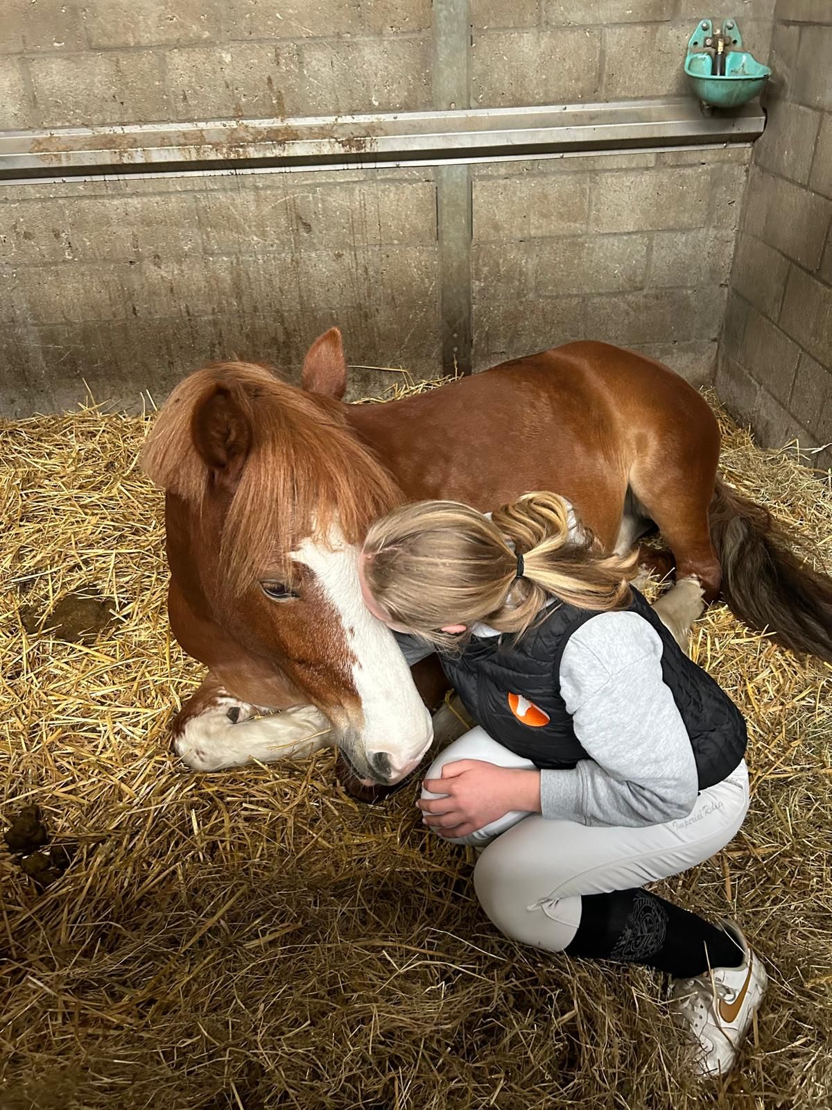 welsh-cob allround-pony ruin 9 jaar kastanje te koop - Foto 5