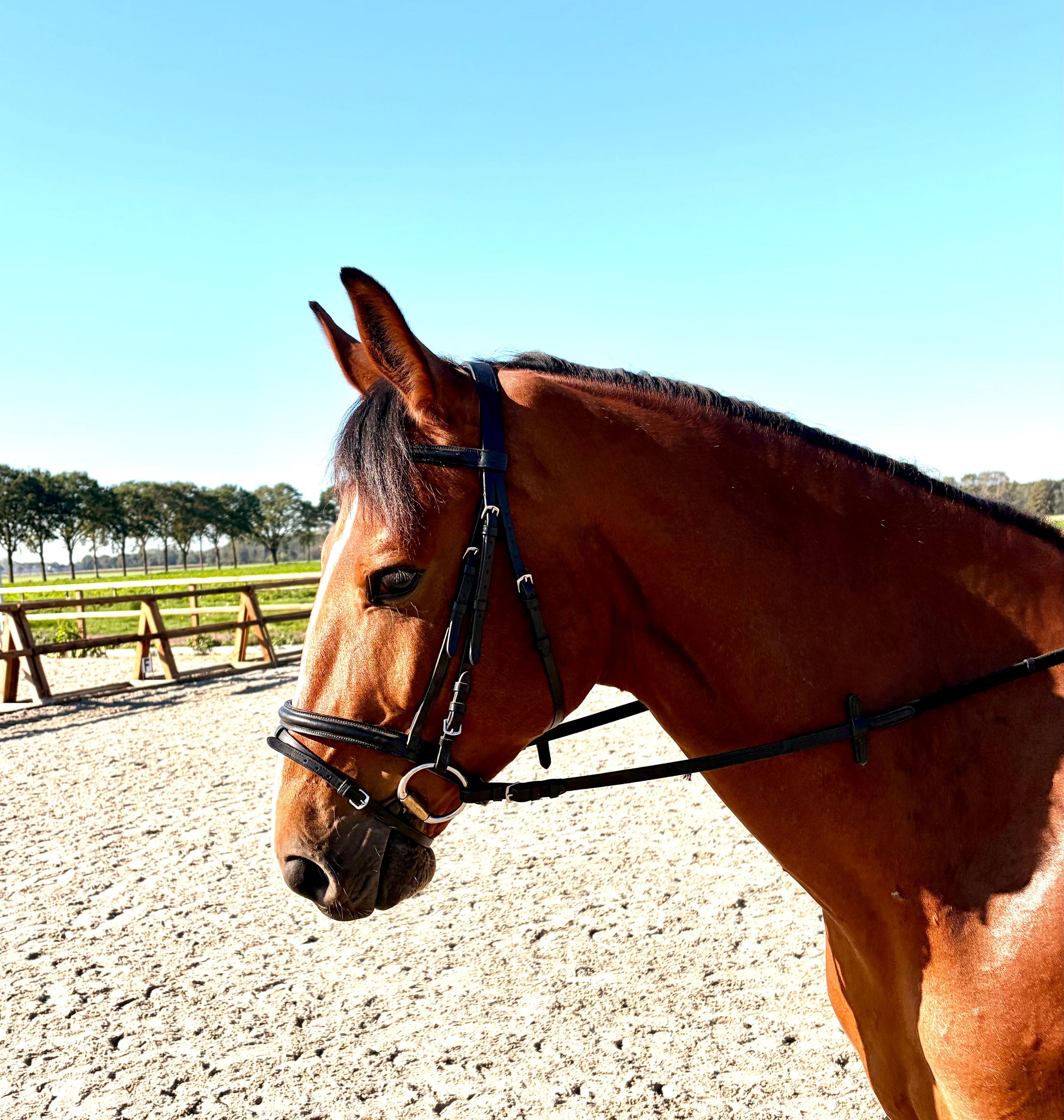 kwpn springpaard ruin 4 år donkerbruin till salu - Foto 2