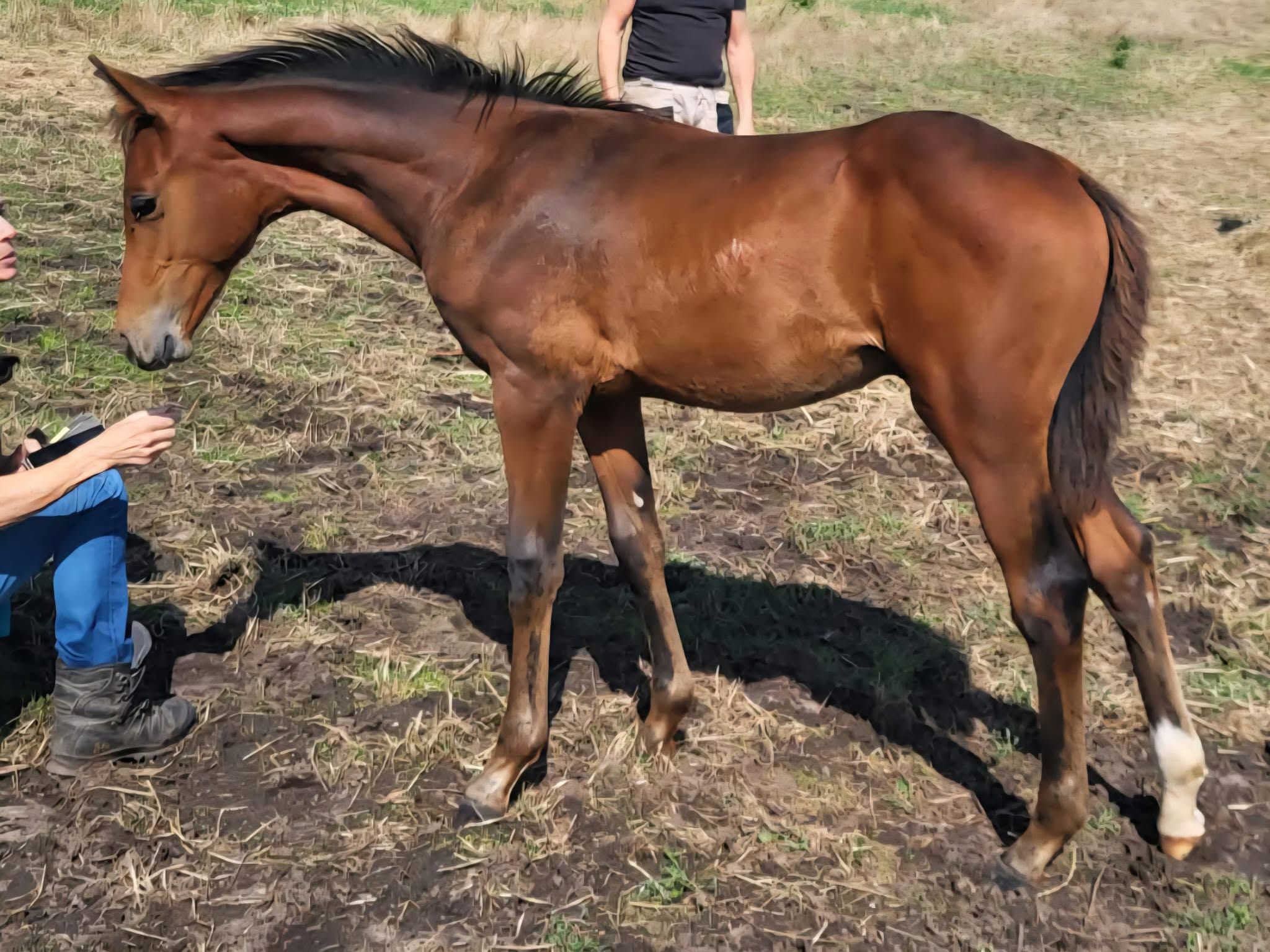 Challasco Blue PS × Conthargos – hengstveulen uit sterke sportstam