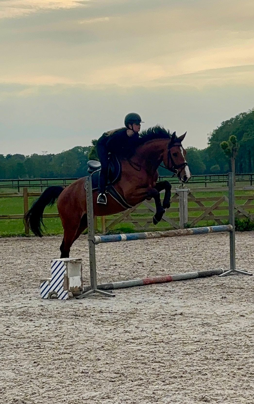 kwpn springpaard ruin 4 år donkerbruin till salu - Foto 3