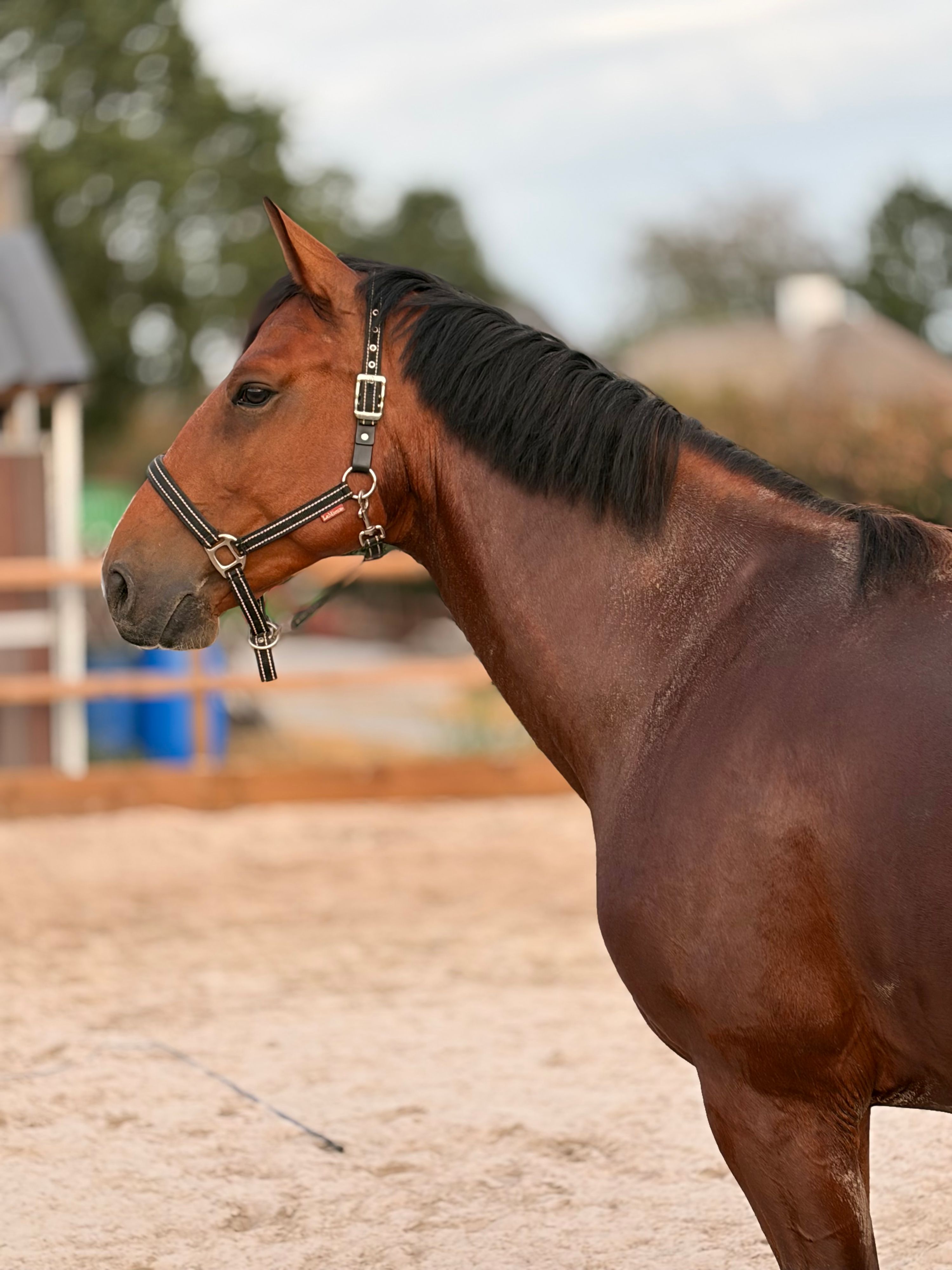 kwpn springpaard ruin 4 år donkerbruin till salu - Foto 4