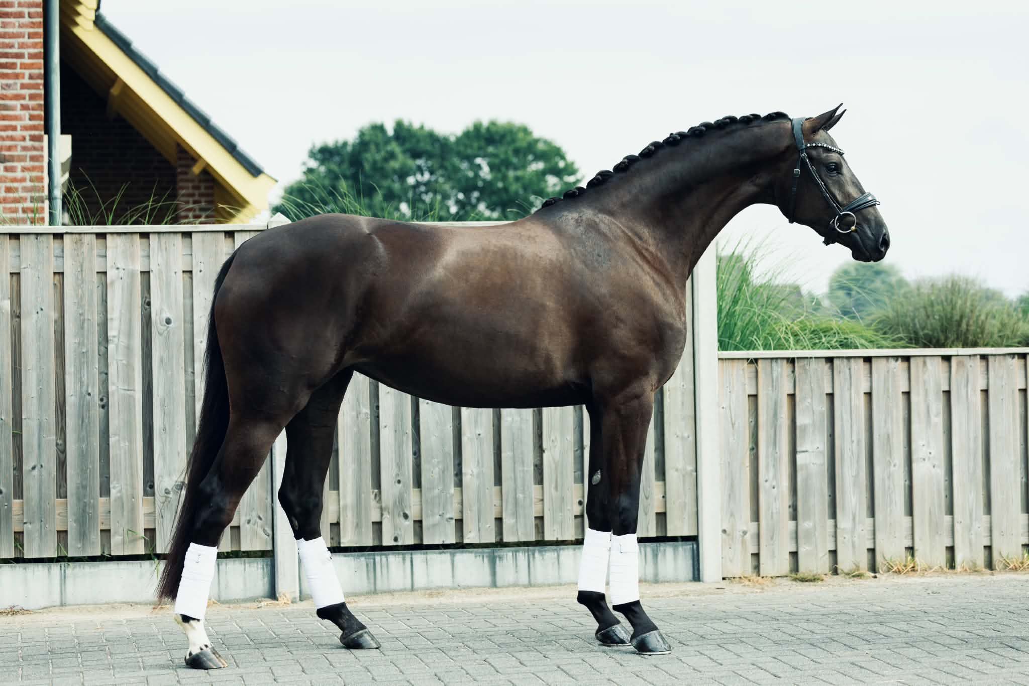 kwpn dressuurpaard merrie 3 jaar zwart te koop - Foto 2