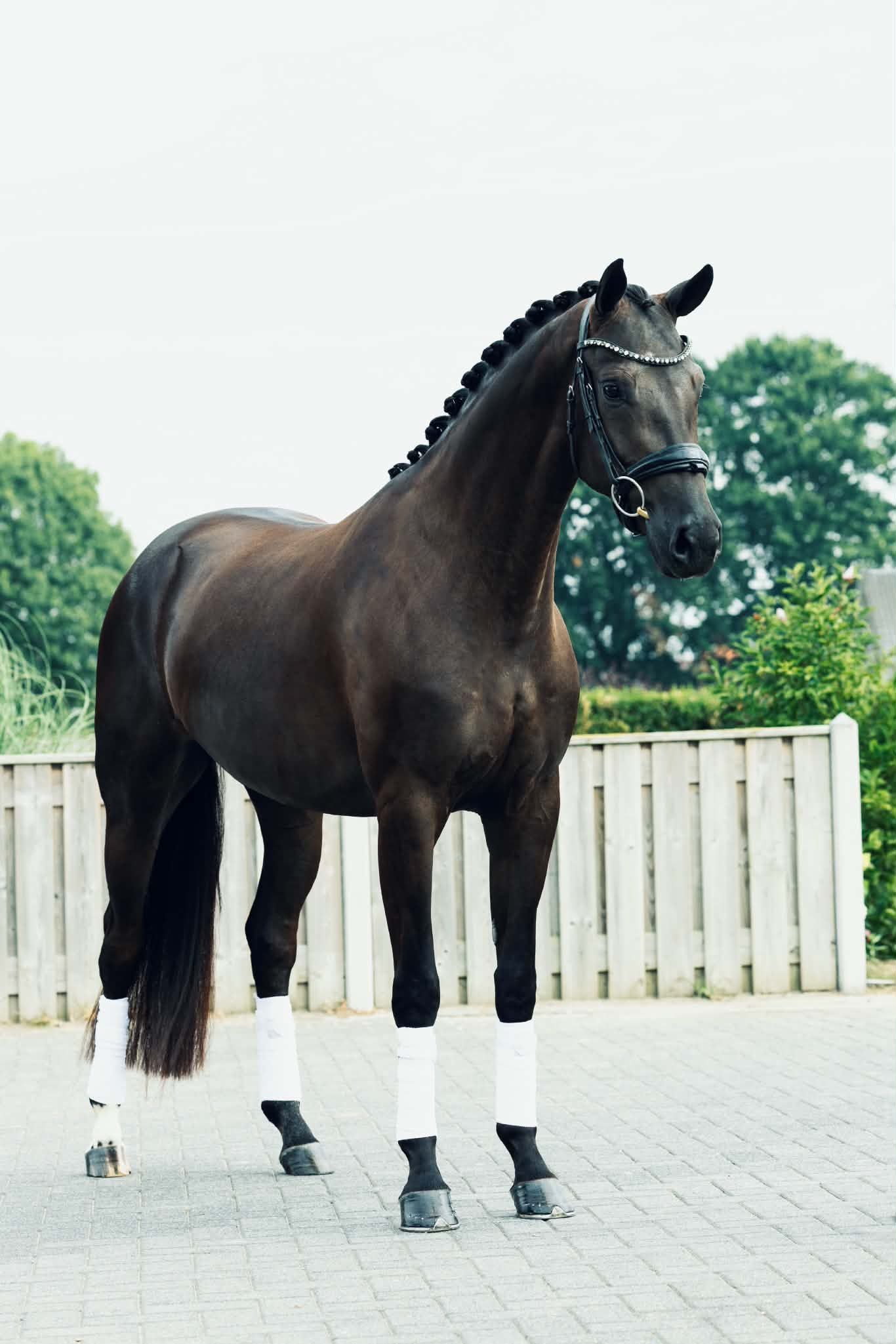 kwpn dressuurpaard merrie 3 jaar zwart te koop - Foto 4