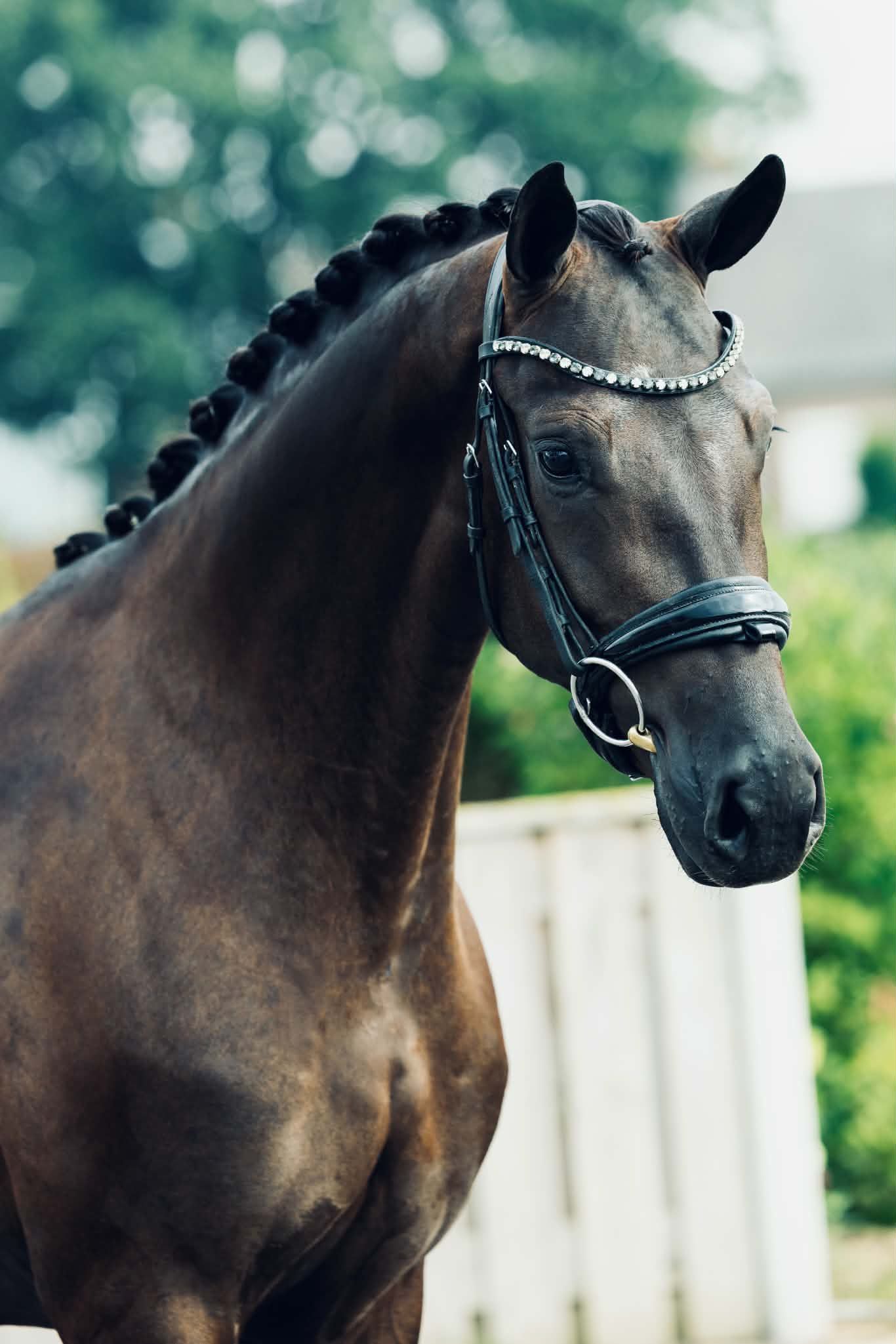 kwpn dressuurpaard merrie 3 jaar zwart te koop - Foto 5