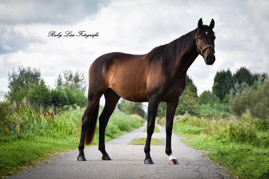 kwpn dressuurpaard ruin 3 岁 donkerbruin 出售 - 照片 3