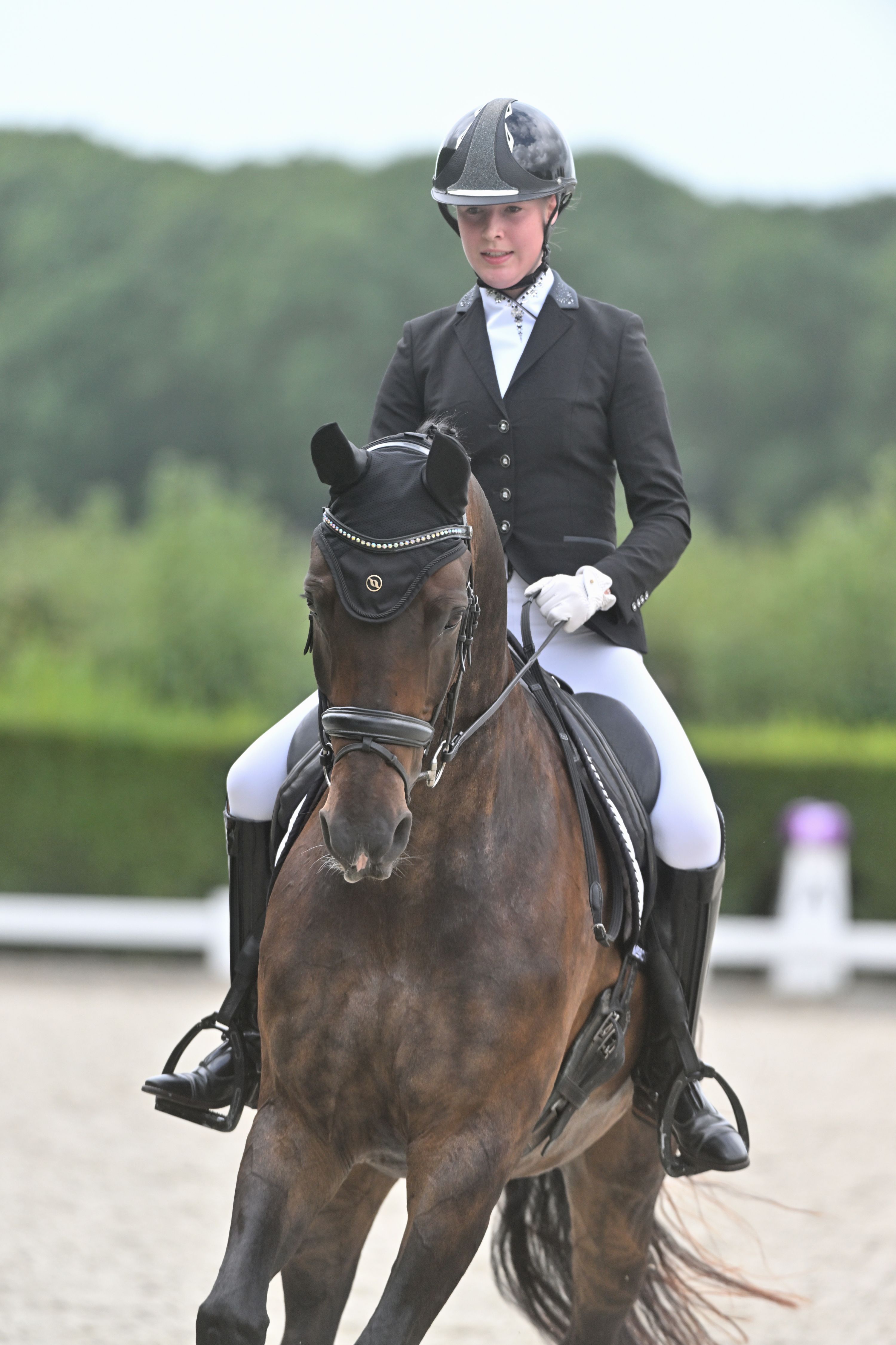 Donkerbruine KWPN 14 jarige ruin (Prinz K3 x Kennedy) 1.70m, ZZ Licht dressuur