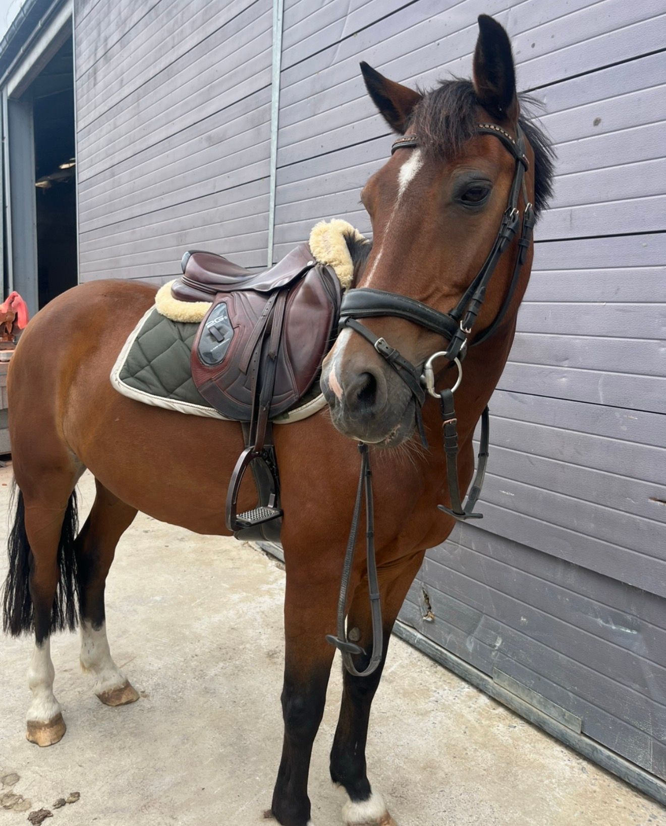 D sportpony 