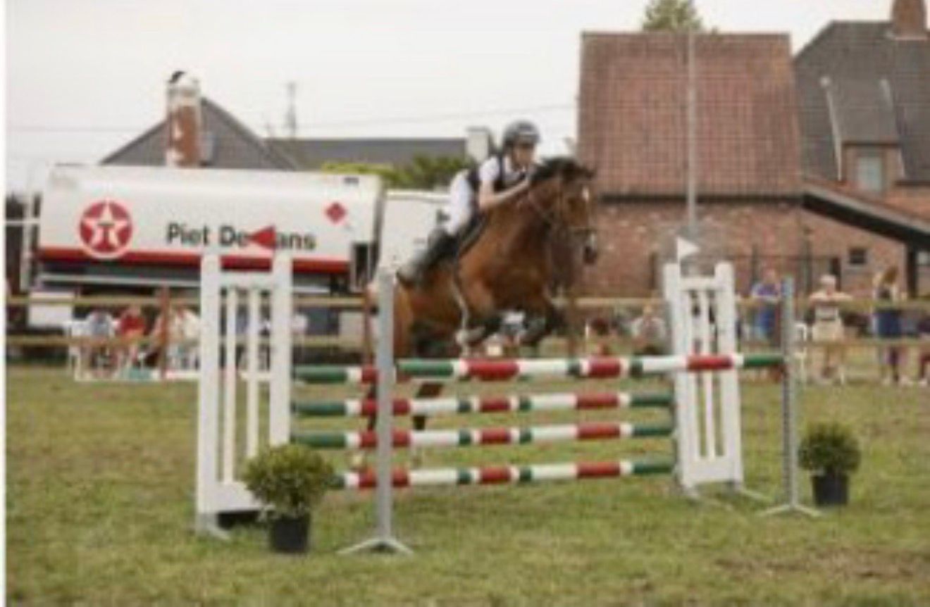 new-forest springpony ruin 16 jaar bruin te koop - Foto 4
