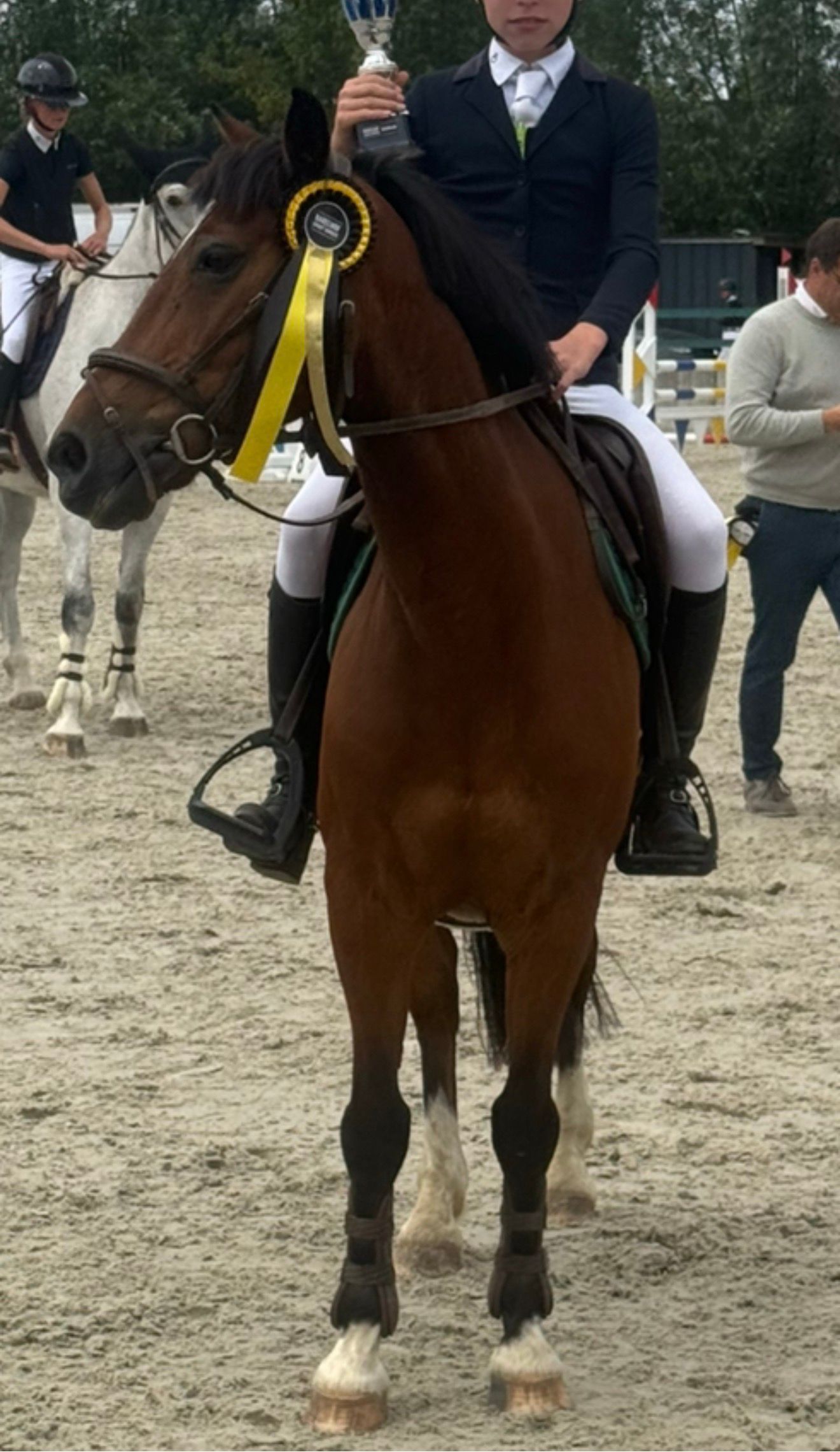 new-forest springpony ruin 16 jaar bruin te koop - Foto 6