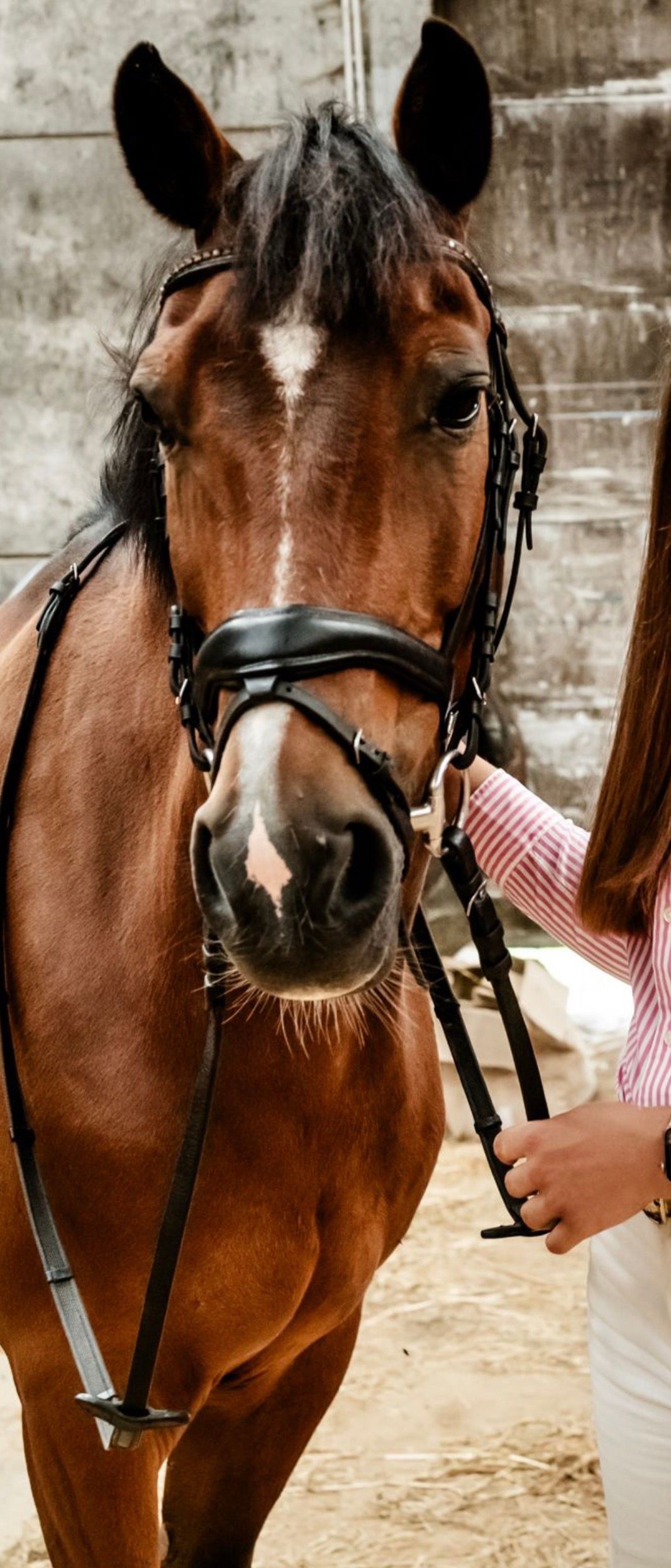 new-forest springpony ruin 16 jaar bruin te koop - Foto 5