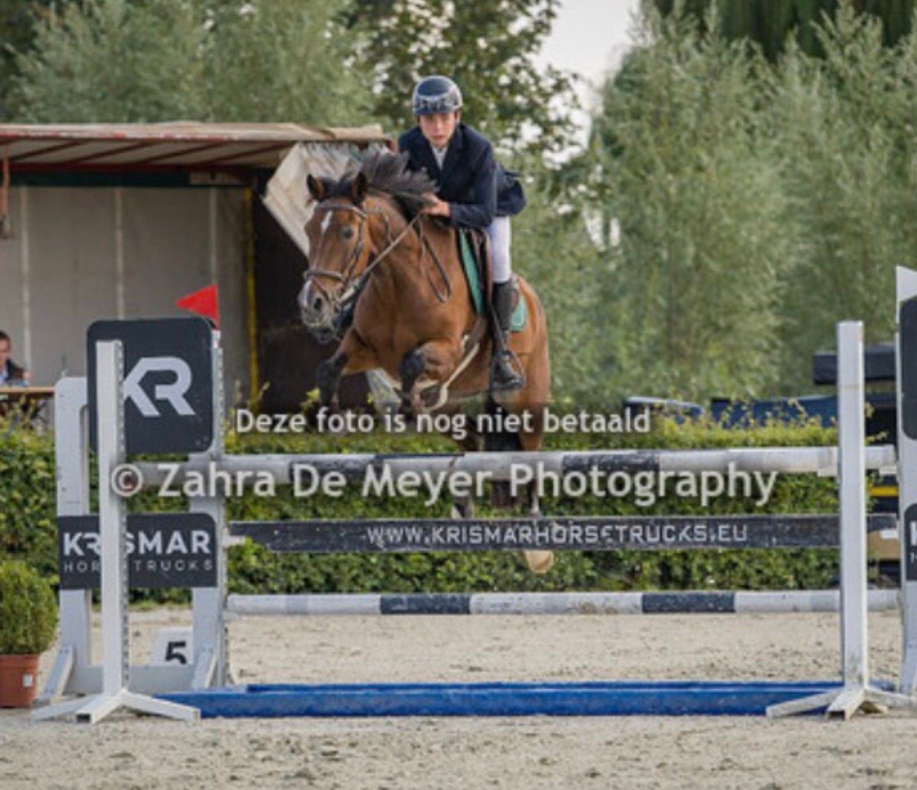 new-forest springpony ruin 16 jaar bruin te koop - Foto 2