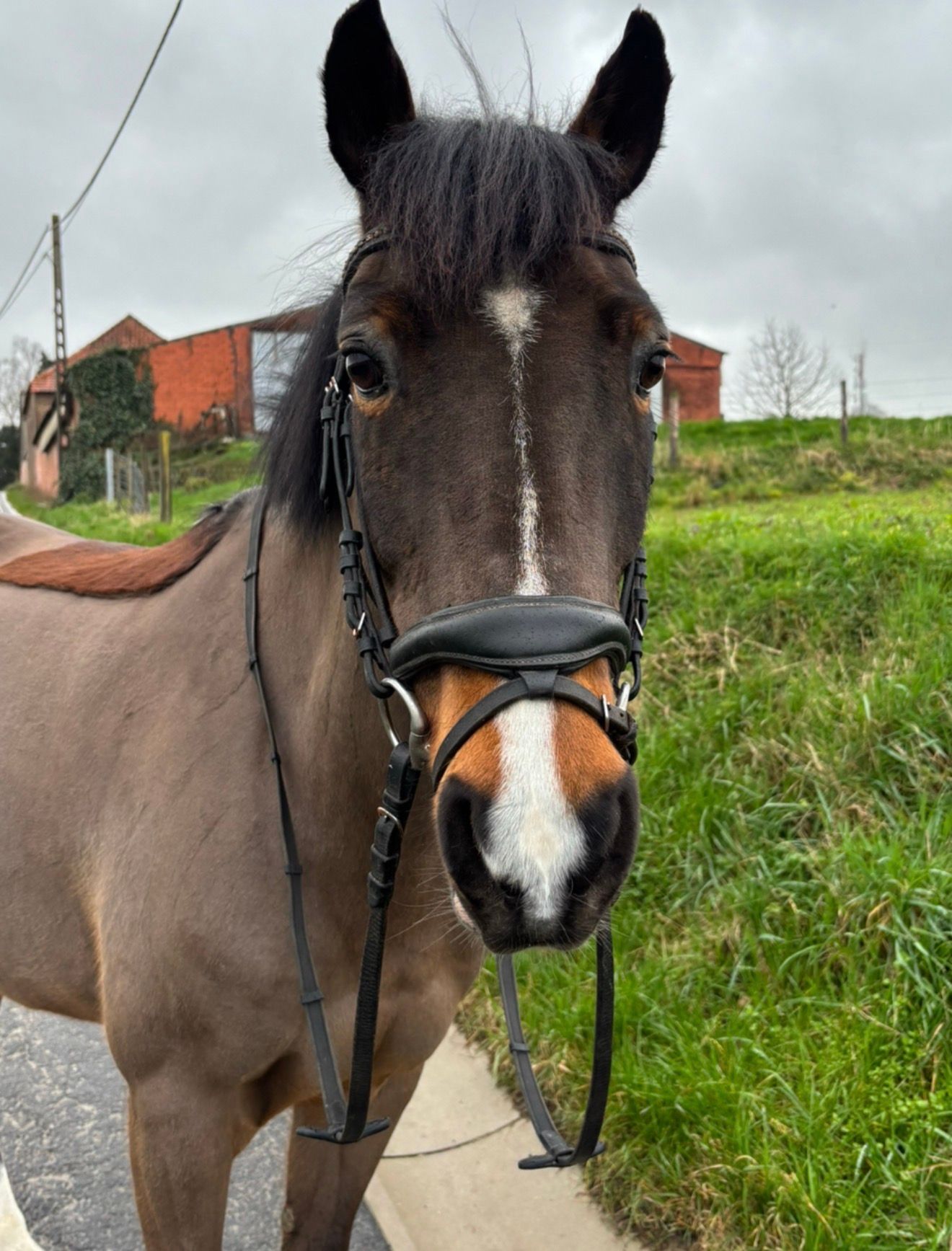 new-forest springpony ruin 16 jaar bruin te koop - Foto 3