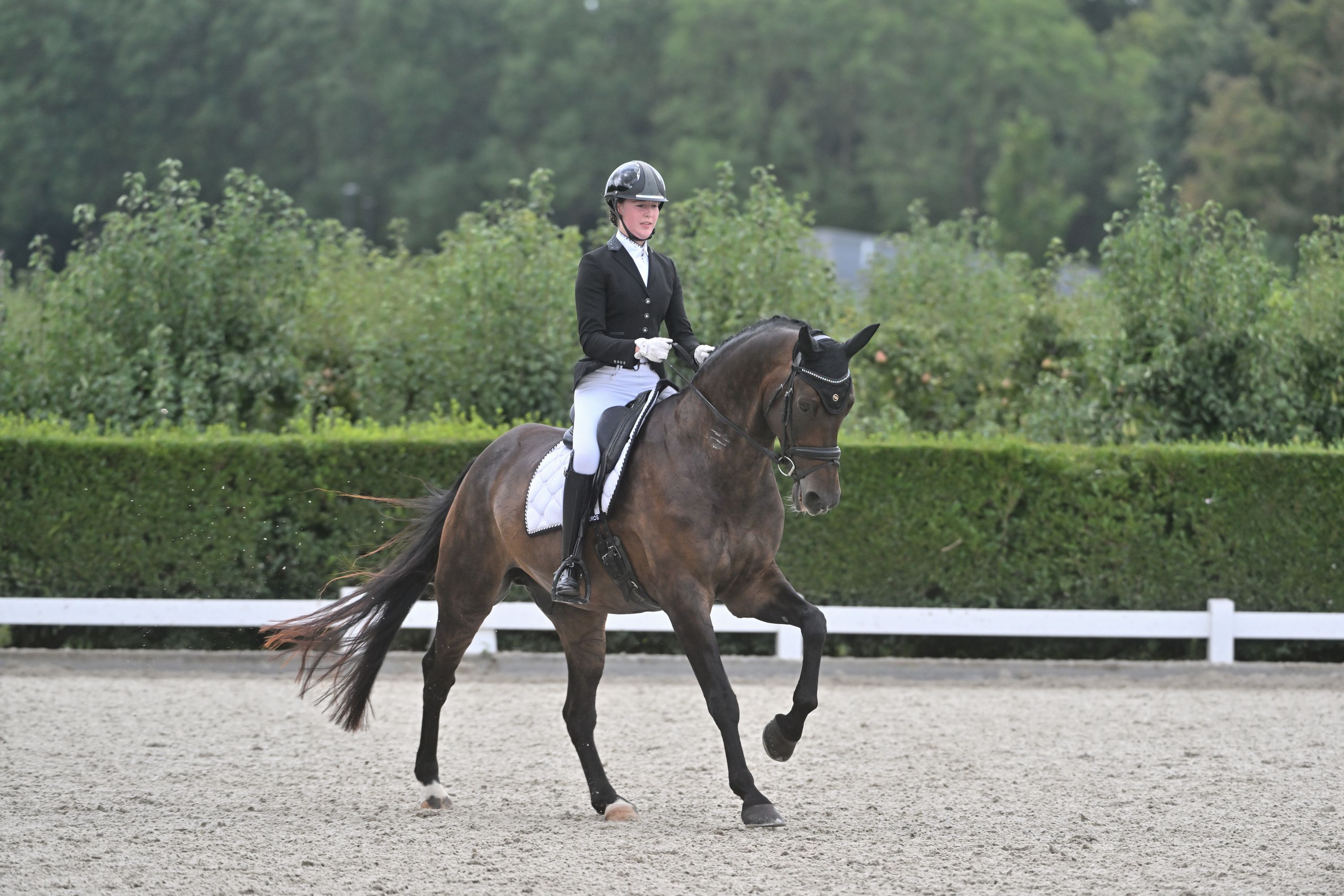 kwpn dressuurpaard ruin 14 år donkerbruin till salu - Foto 4
