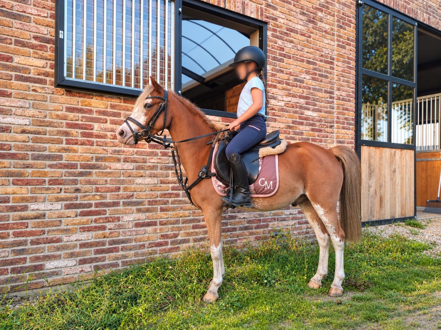 B pony (sport pony)