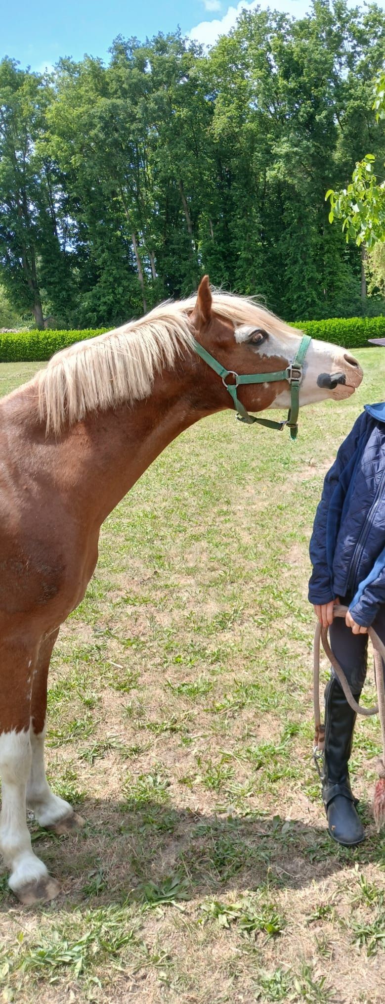 welsh pony ruin 4 years old vos for sale - Photo 2