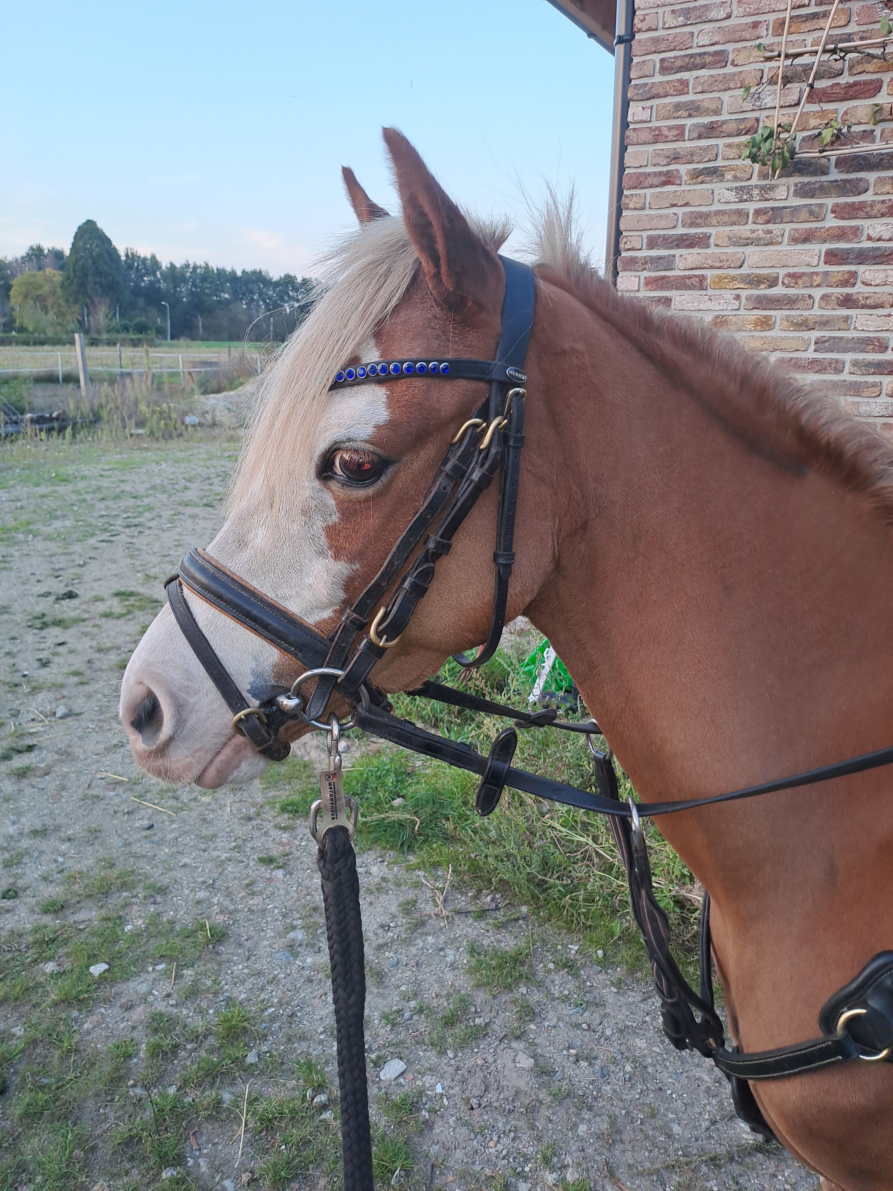 welsh pony ruin 4 years old vos for sale - Photo 3