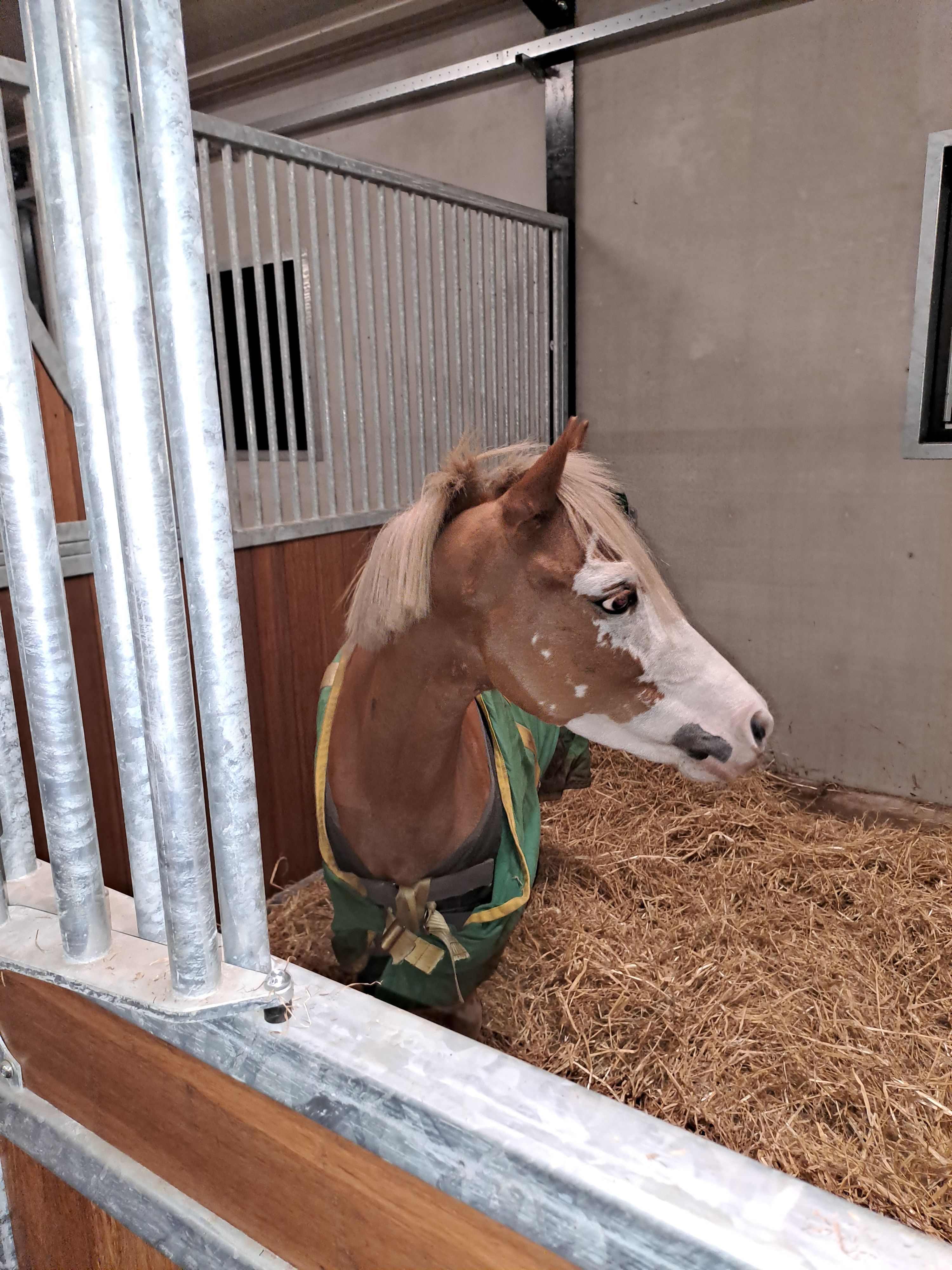 welsh pony ruin 4 years old vos for sale - Photo 4