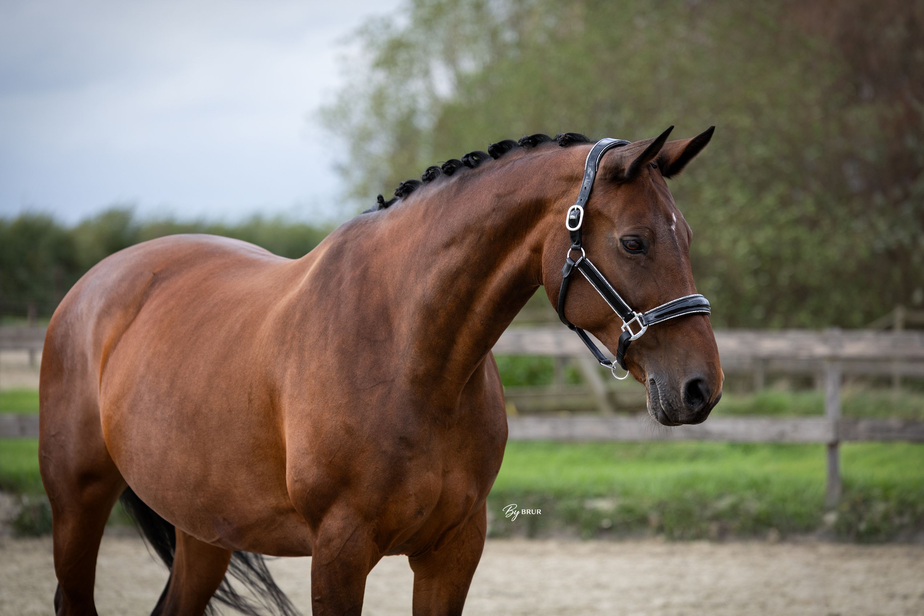 kwpn allrounder merrie 15 Jahre alt donkerbruin zu verkaufen - Foto 2