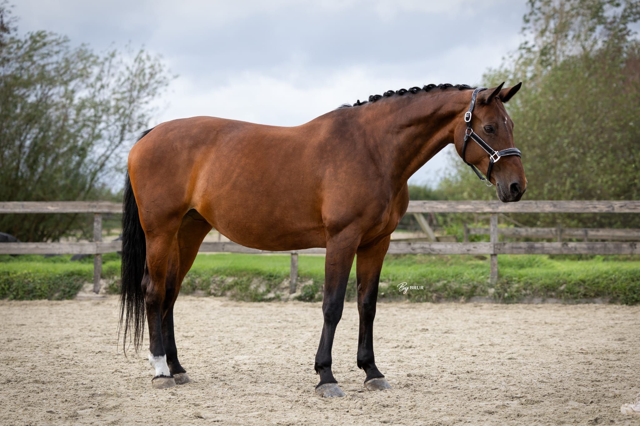kwpn allrounder merrie 15 Jahre alt donkerbruin zu verkaufen - Foto 5