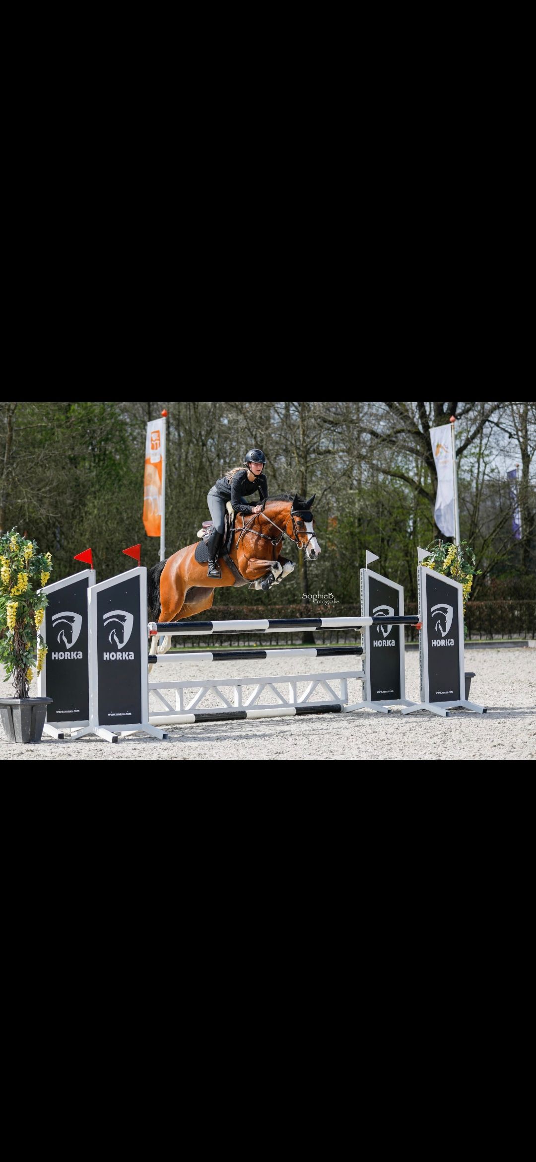 kwpn springpaard merrie 11 Jahre alt bruin zu verkaufen - Foto 6