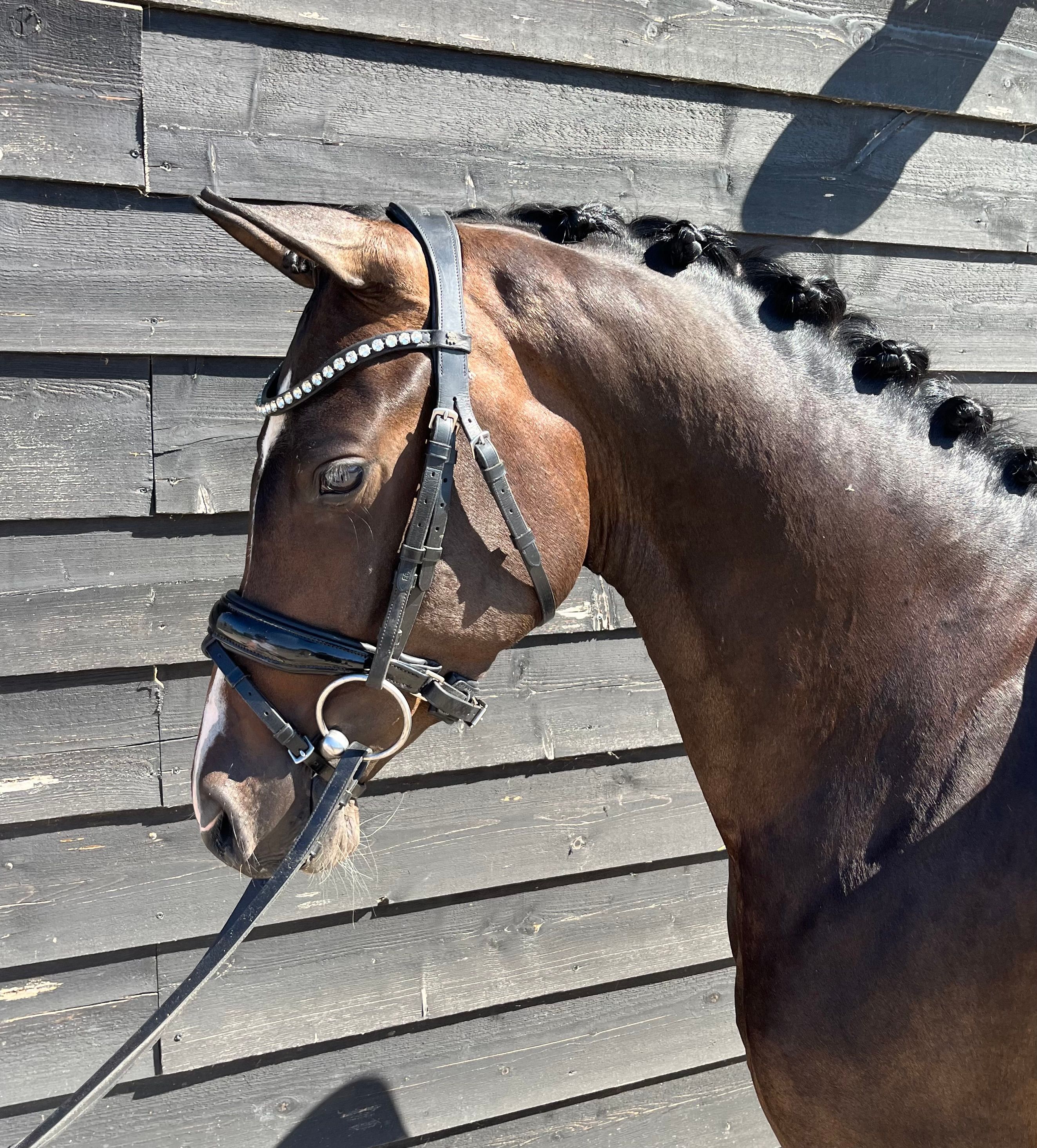 Fantastic 3.5-year-old NWR Welsh mare!