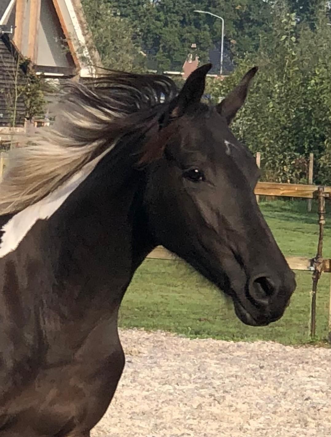 anglo-europees allrounder merrie 1 anni andere-kleur in vendita - Foto 4