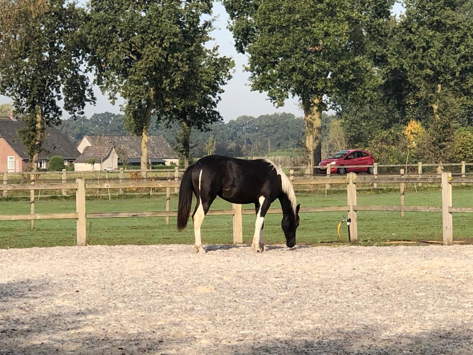 anglo-europees allrounder merrie 1 anni andere-kleur in vendita - Foto 5