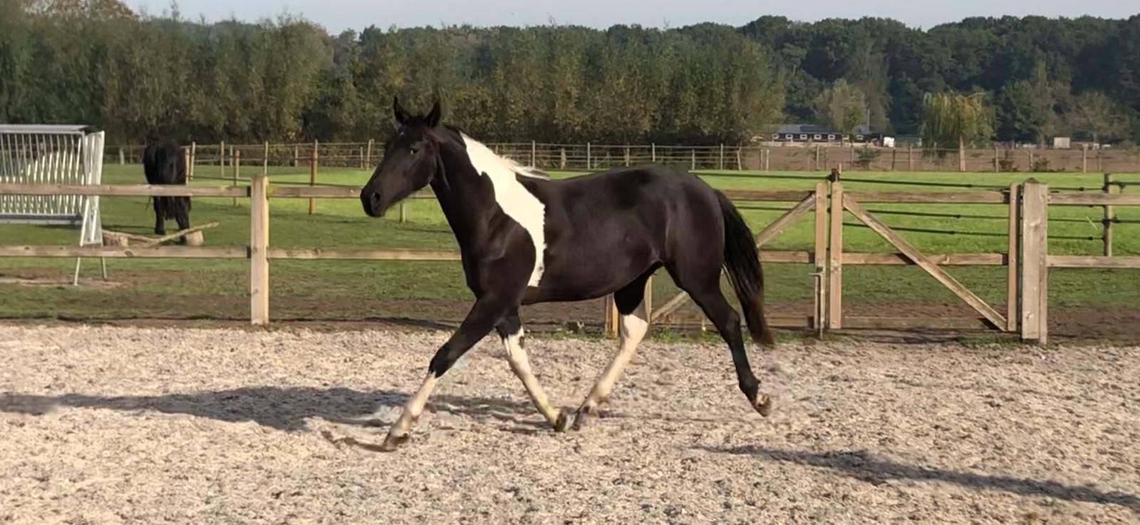 anglo-europees allrounder merrie 1 anni andere-kleur in vendita - Foto 6