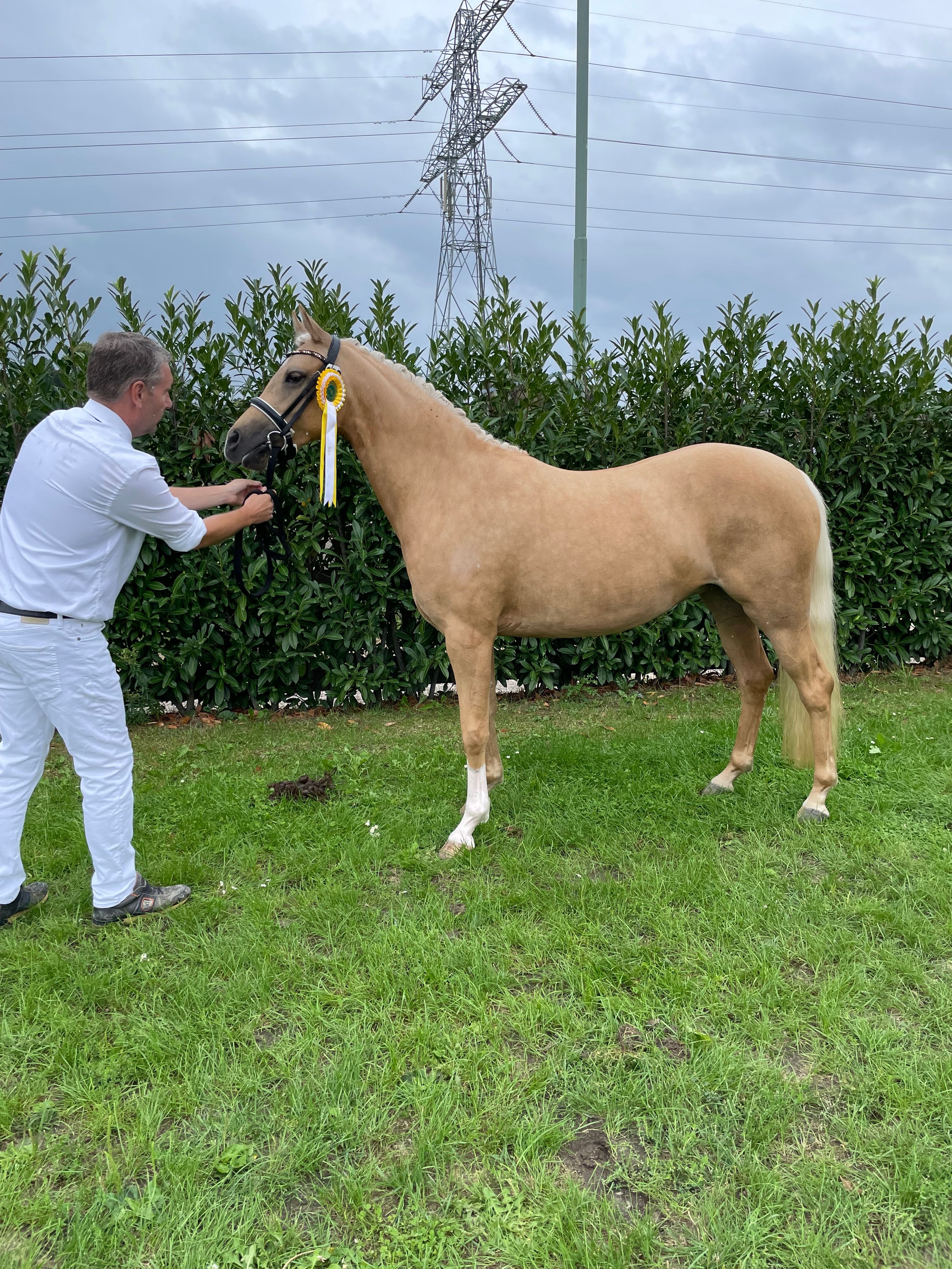 Handsome, talented and well-behaved 3.5-year-old palomino D-pony mare