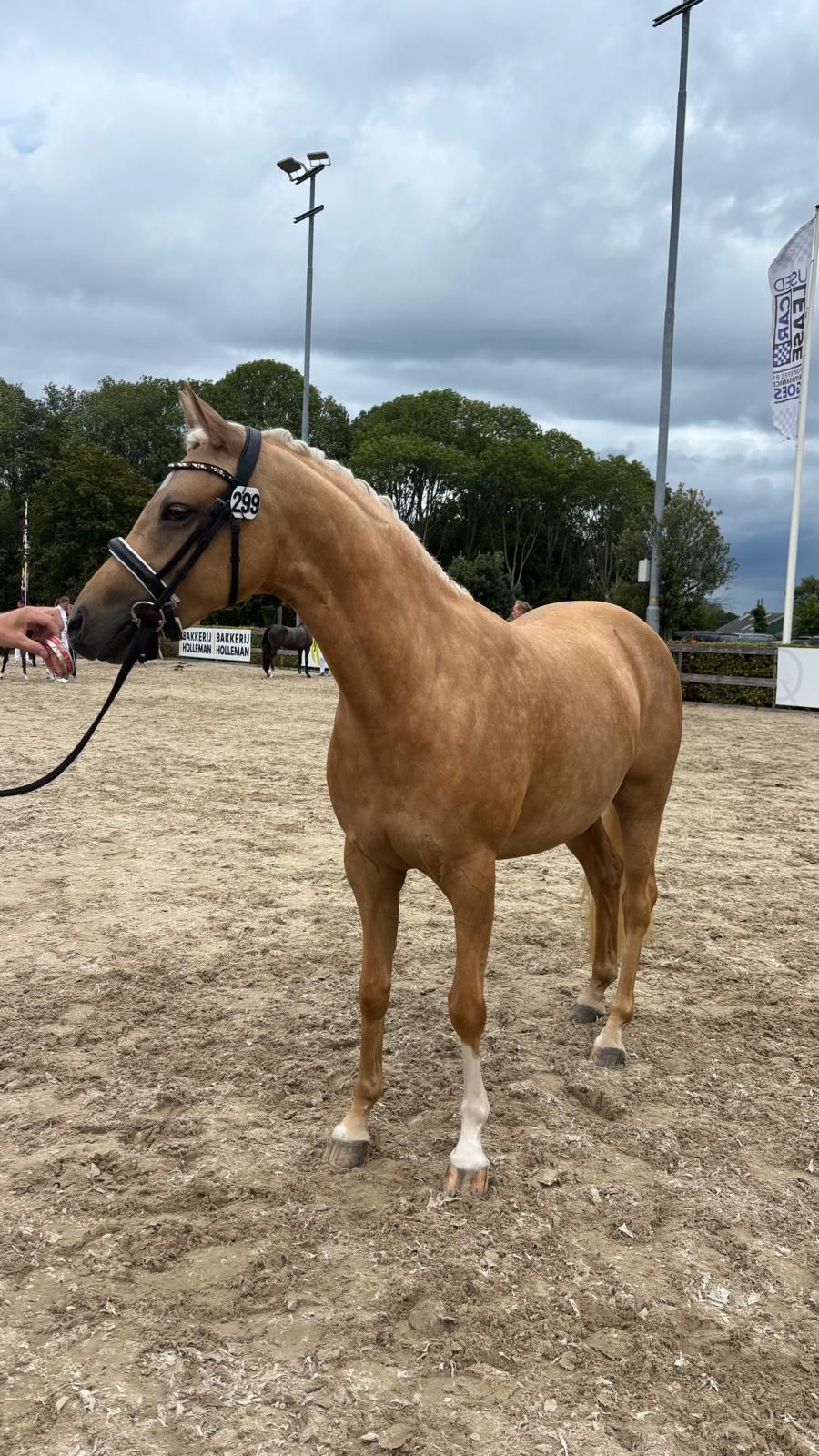 welsh allround-pony merrie 3 years old palomino for sale - Photo 2