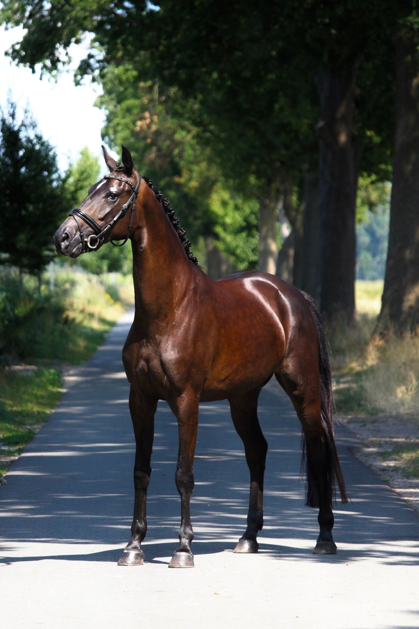 kwpn dressuurpaard merrie 4 ετών donkerbruin προς πώληση - Φωτογραφία 3