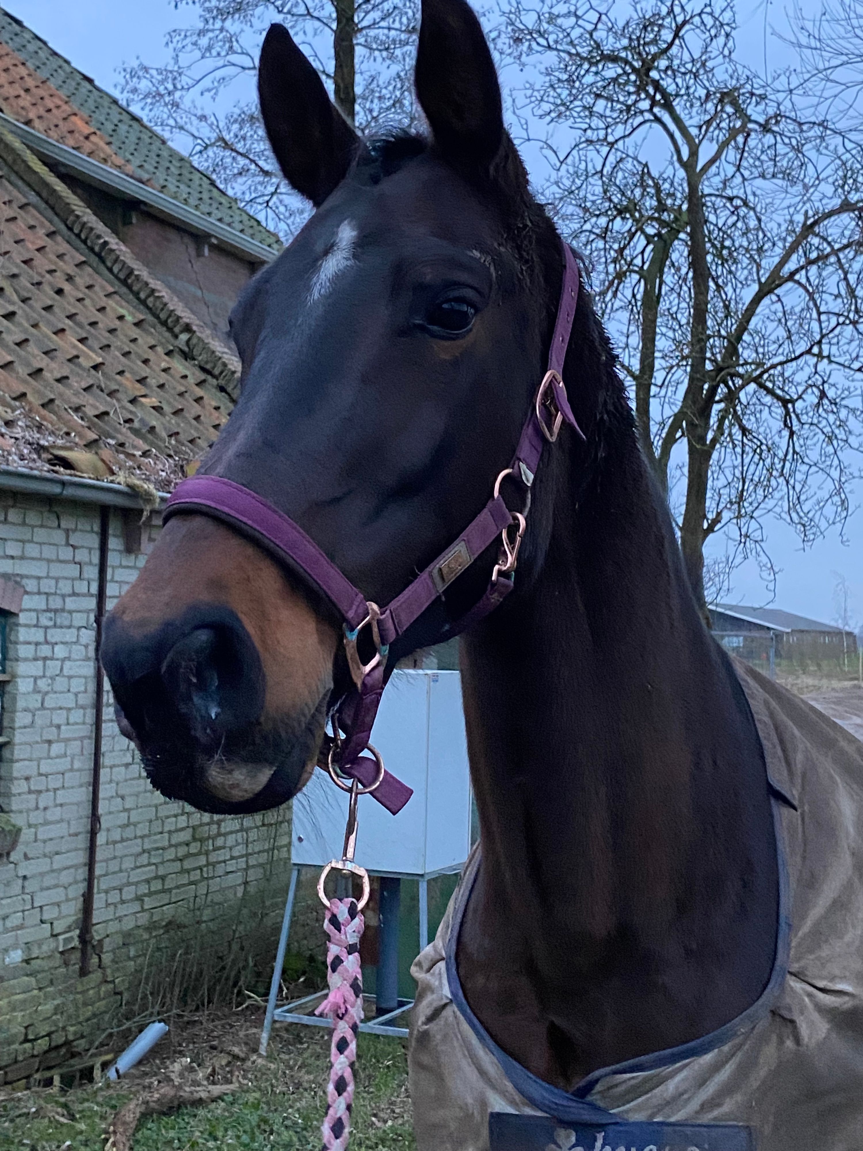 kwpn dressuurpaard merrie 13 سنوات donkerbruin للبيع - صورة 2