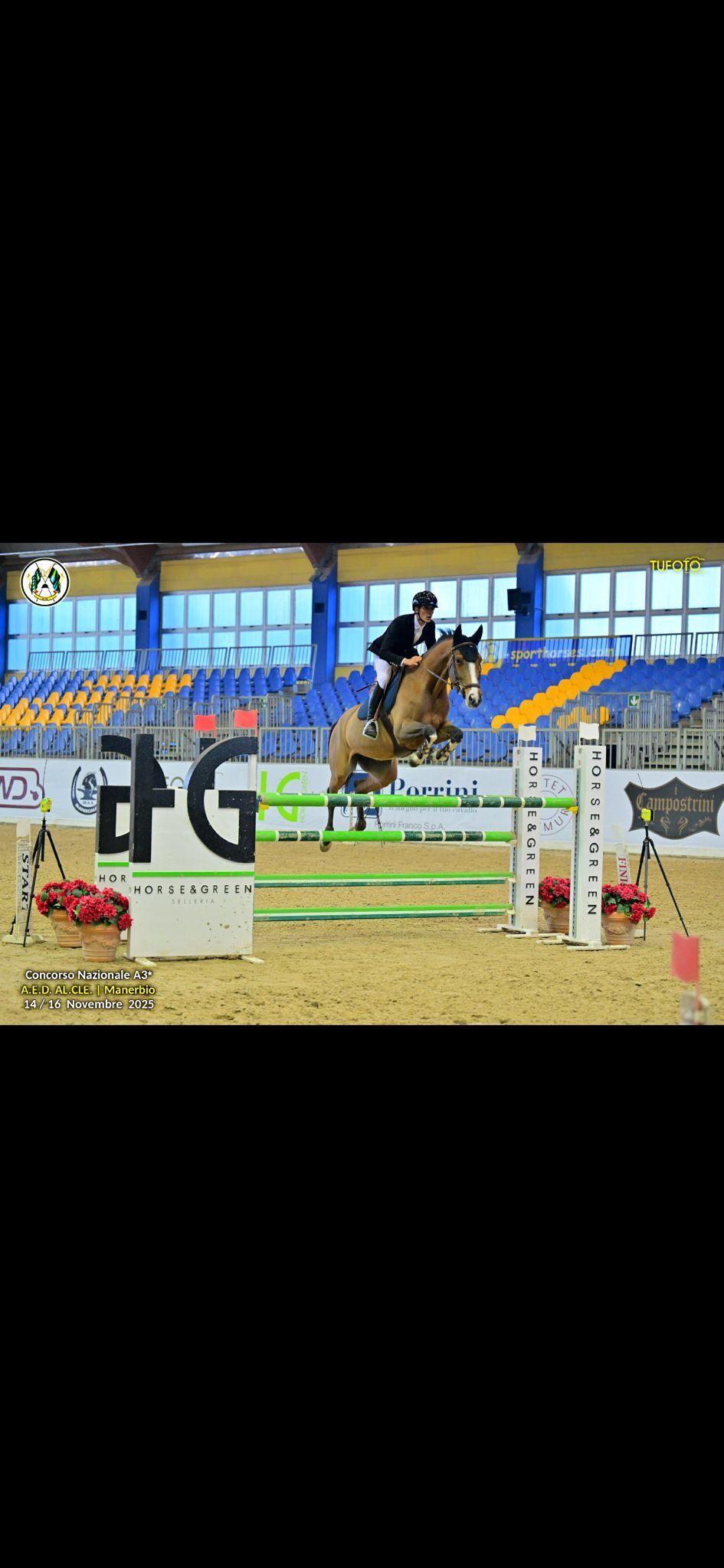 hanovarian springpaard merrie 10 anos bruin à venda - Foto 5