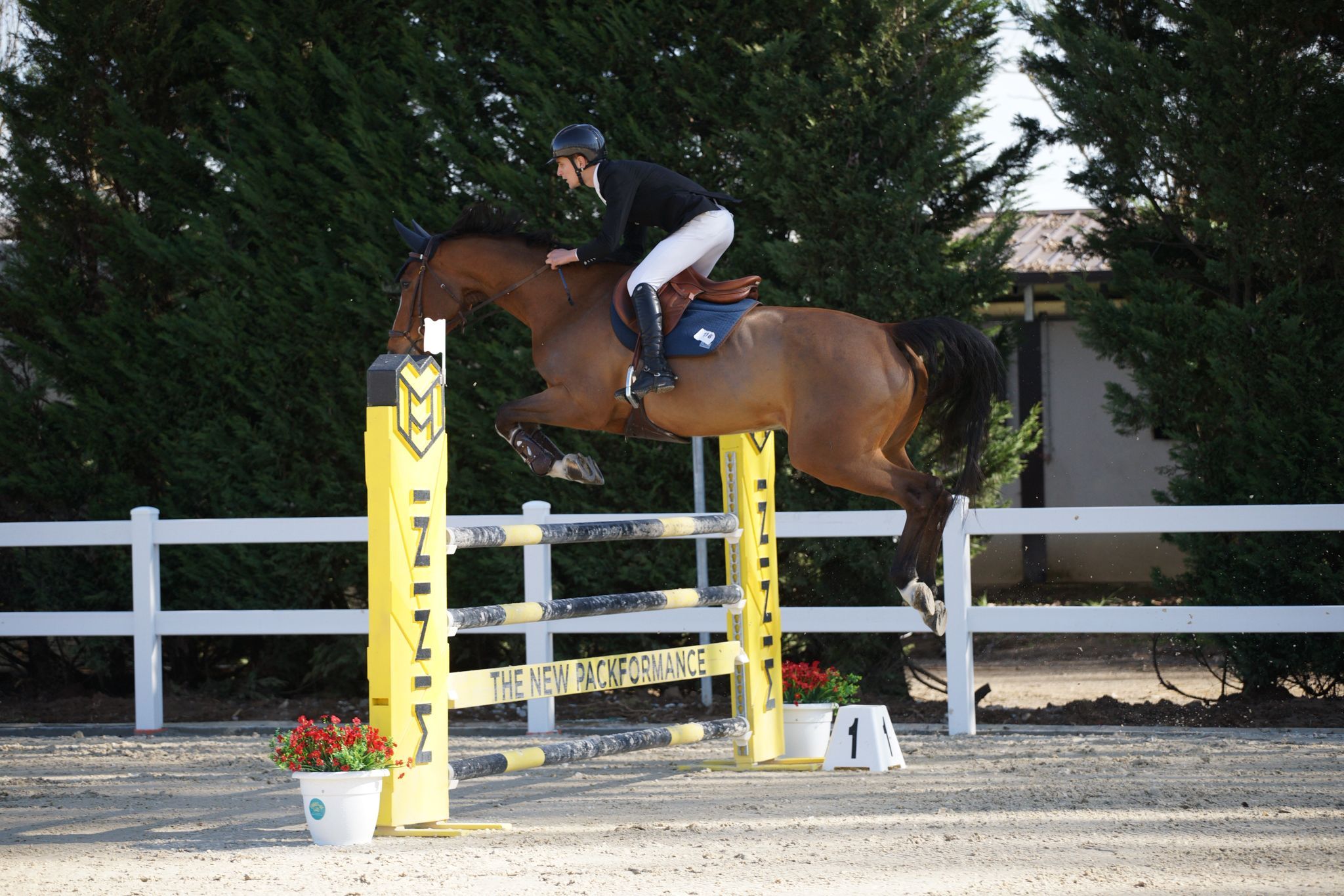 hanovarian springpaard merrie 10 anos bruin à venda - Foto 6